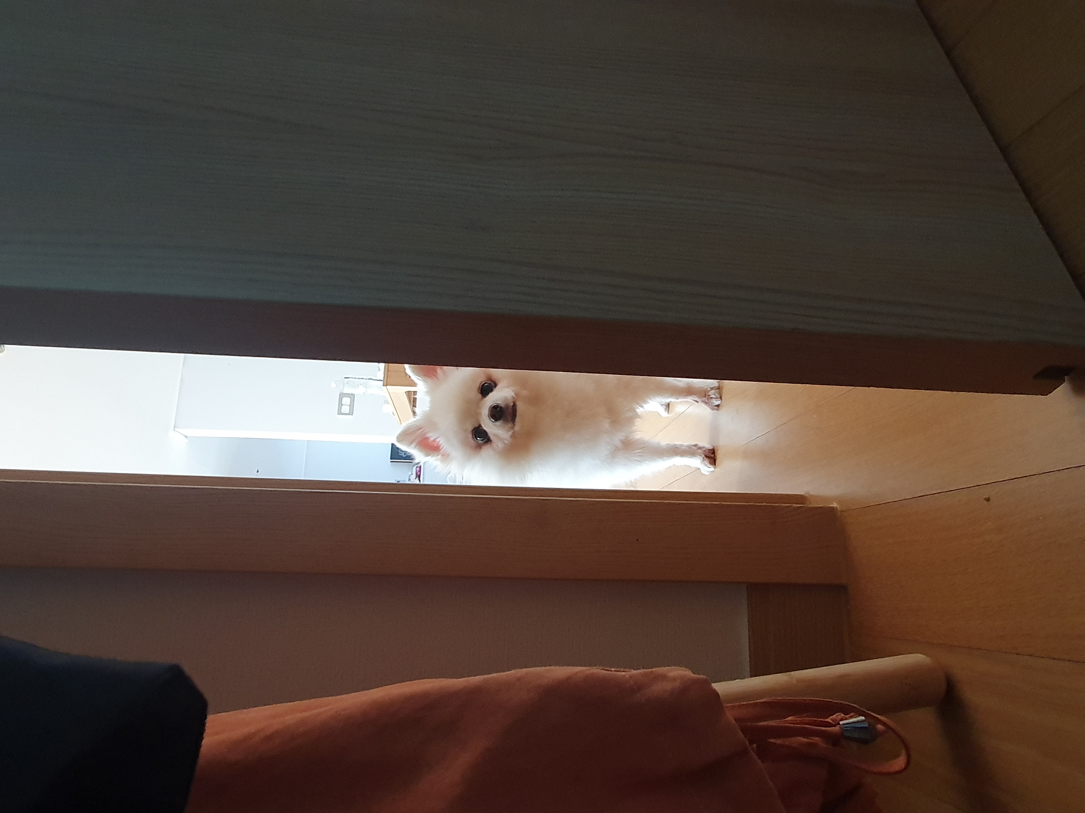 그레 입양 후기