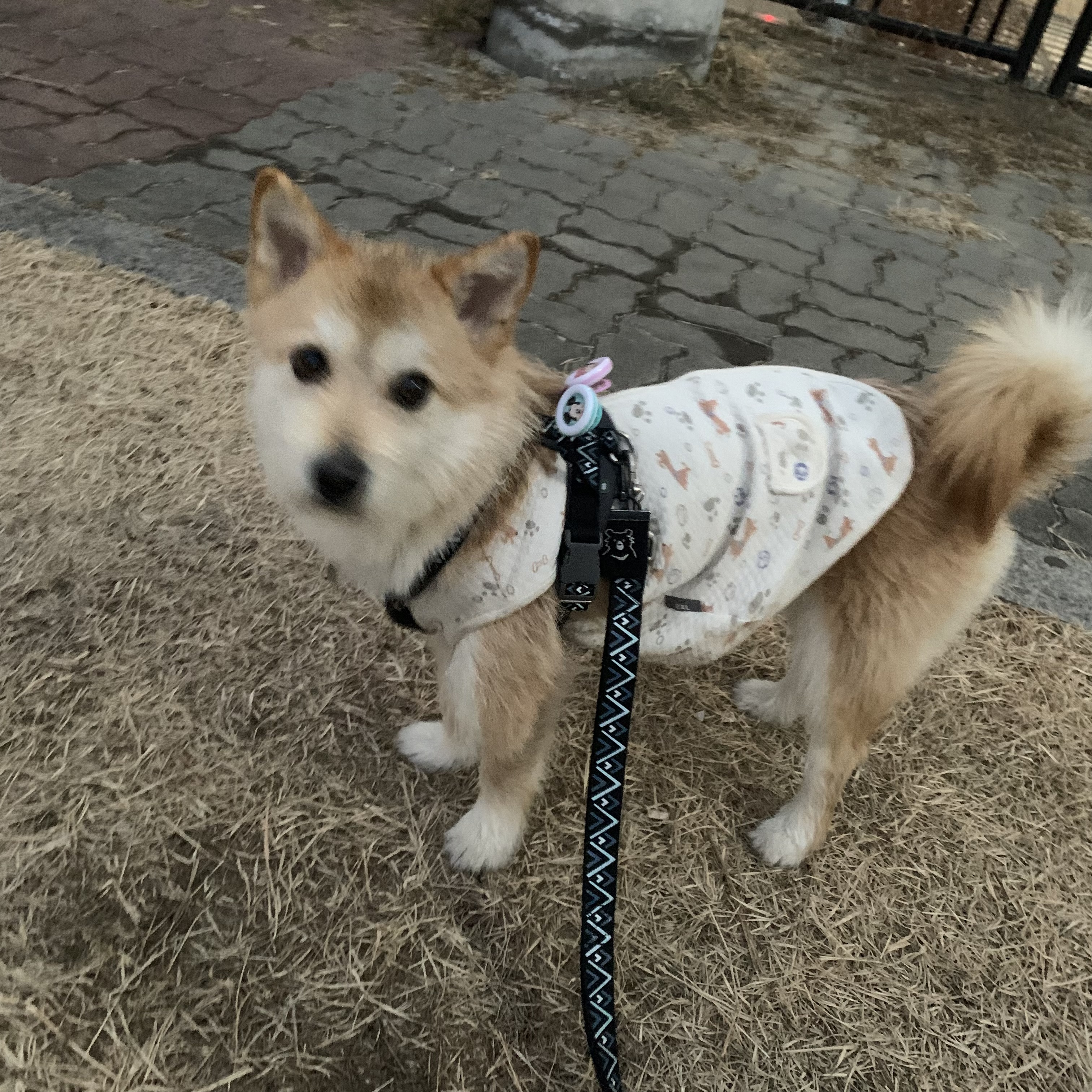 보들이 입양 2년차