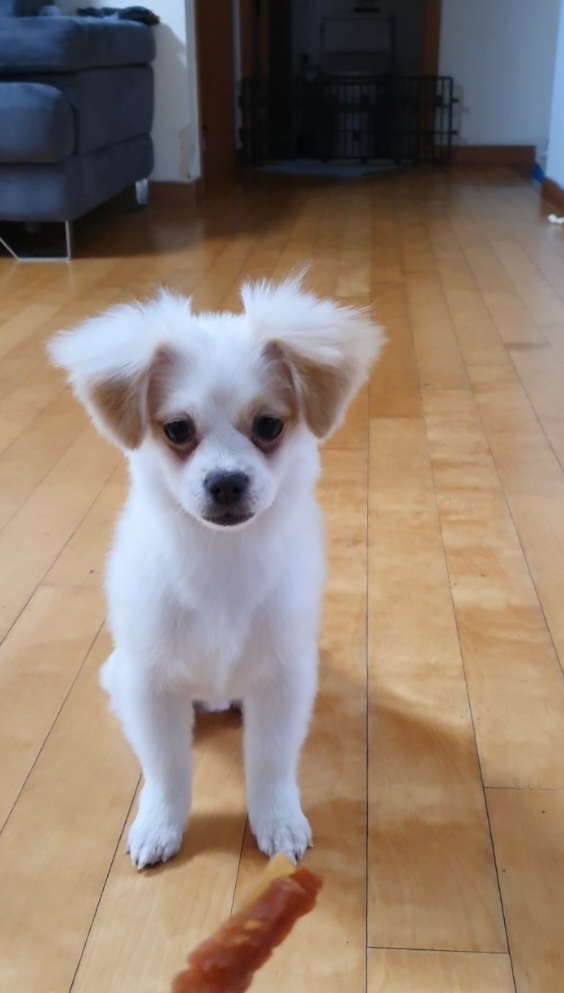 쭈니(투투) 잘 살고있어요~