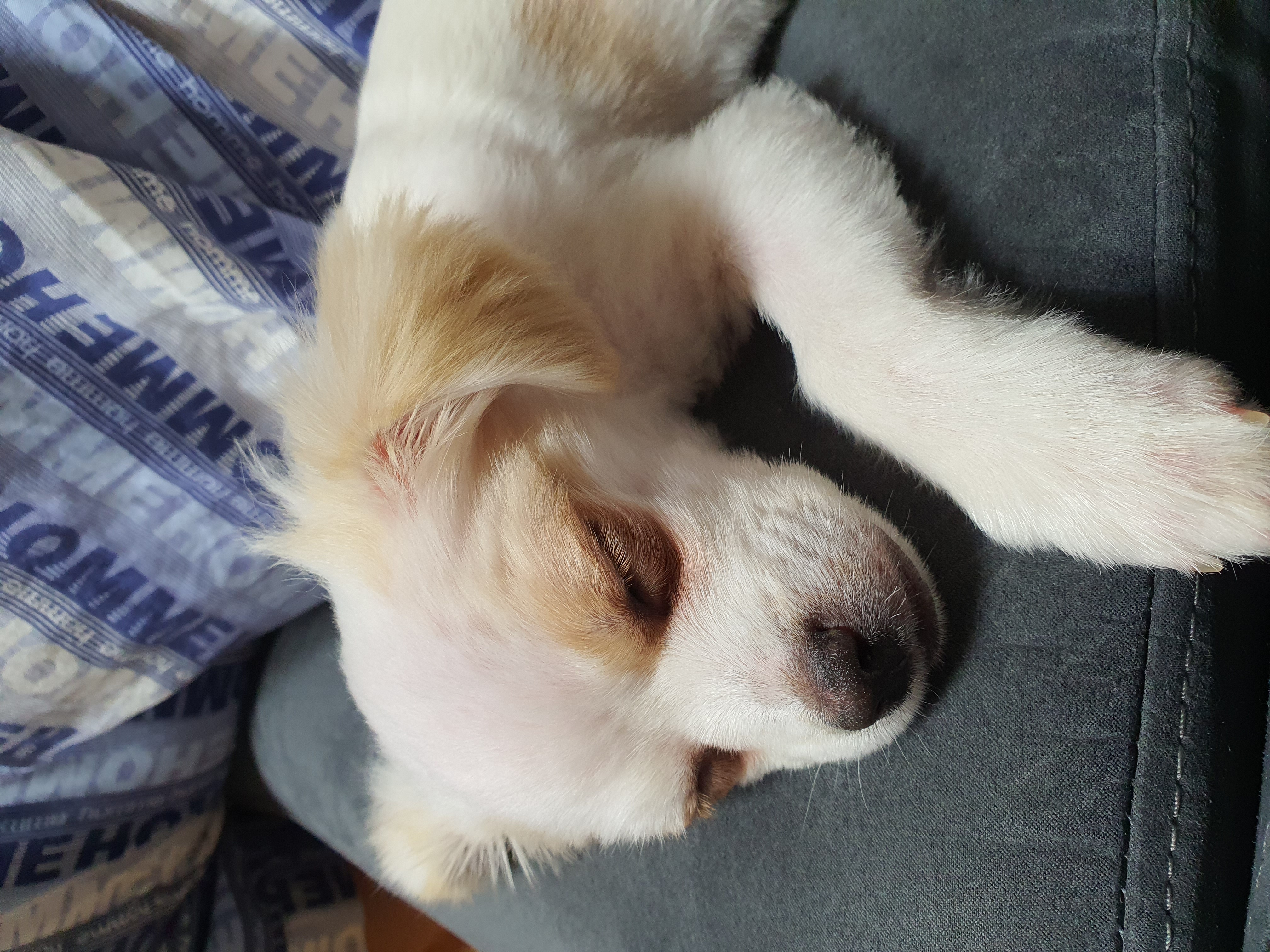 쭈니(투투) 잘 살고있어요~