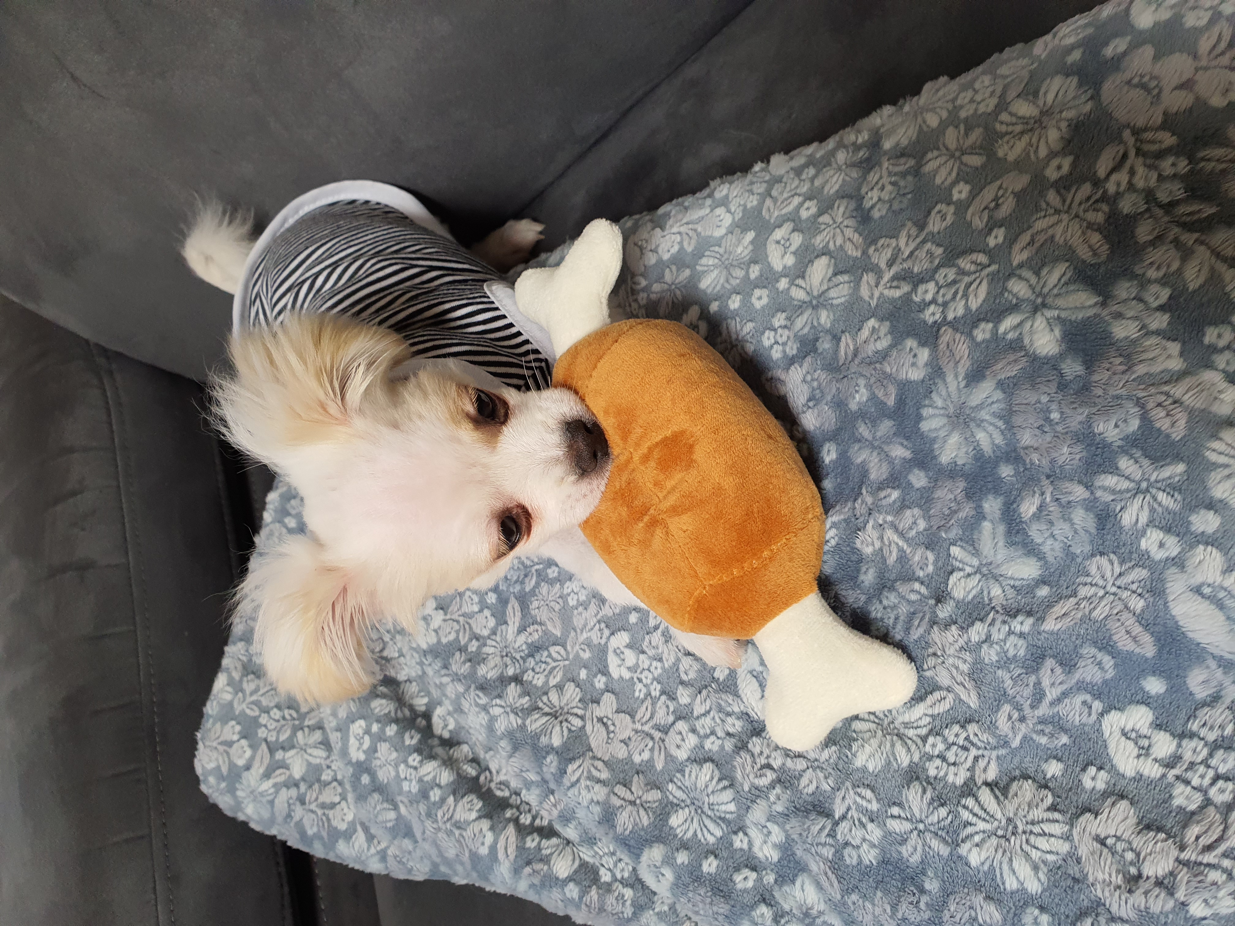 쭈니(투투) 잘 살고있어요~