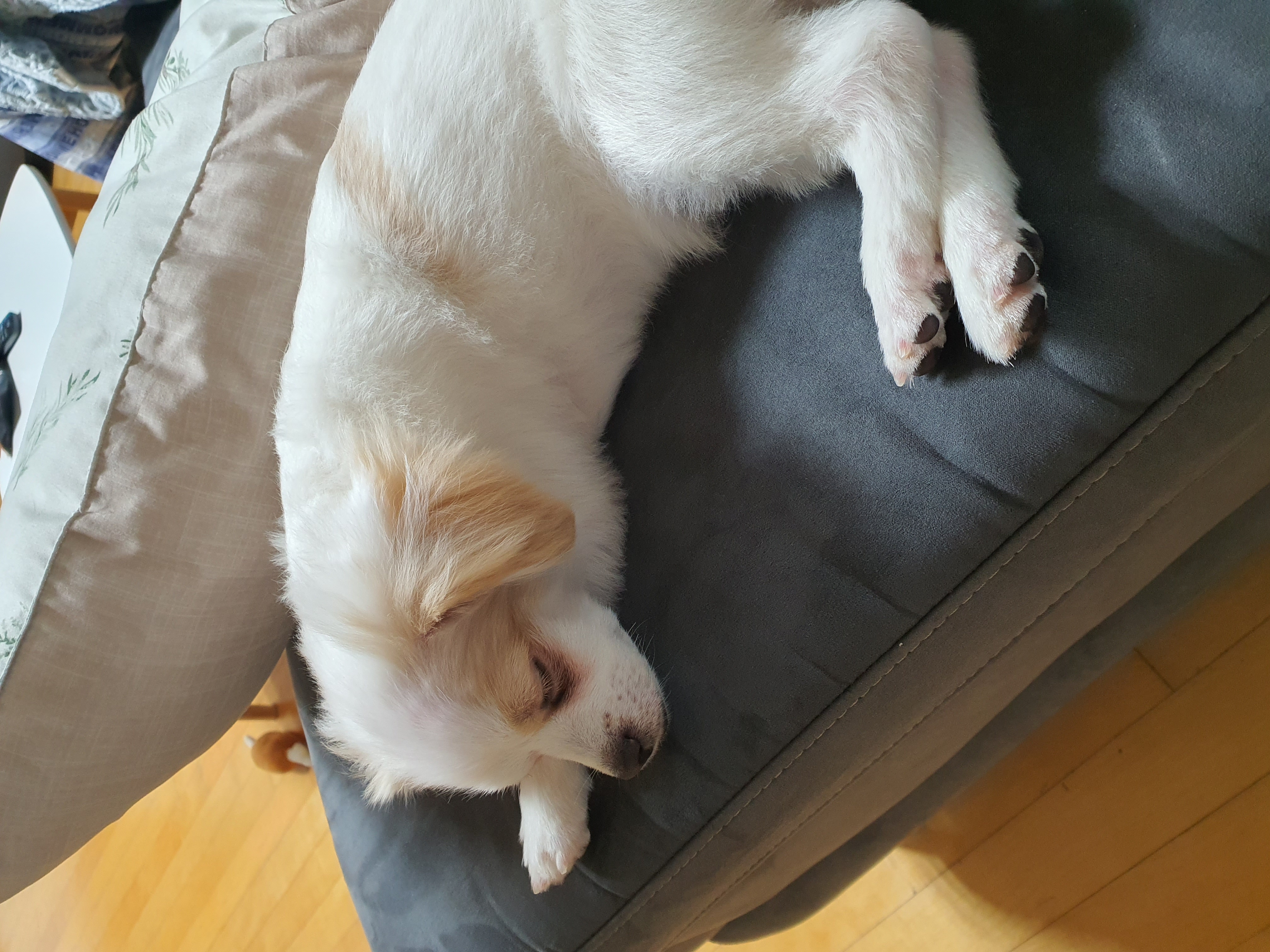 쭈니(투투) 잘 살고있어요~