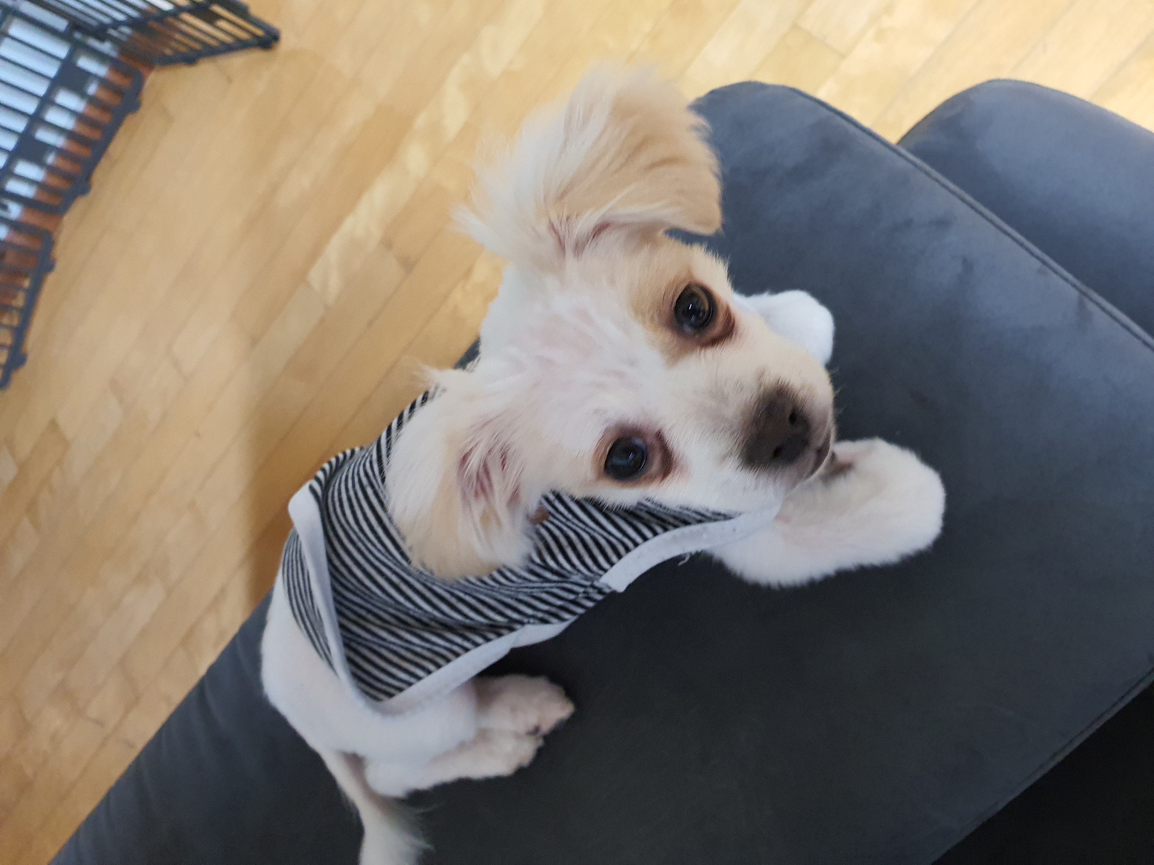 쭈니(투투) 잘 살고있어요~