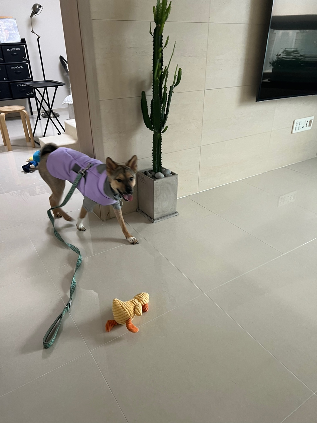 (구,강식) 테오의 석달 가족일기 