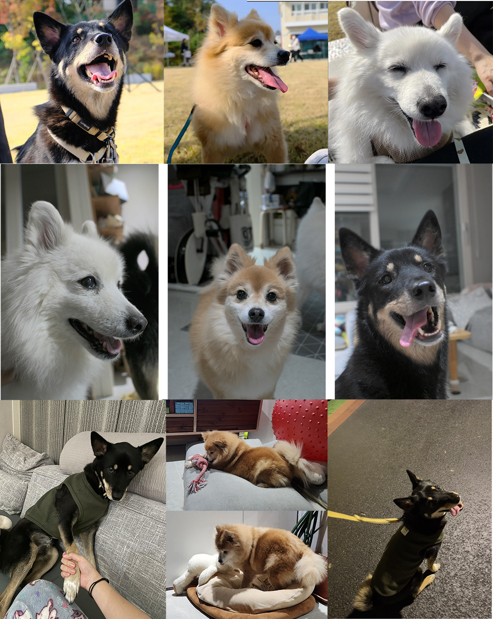 대추&흑치&토토 엄마 입니다. 우리 가족의 겨울은 차분합니다^^*