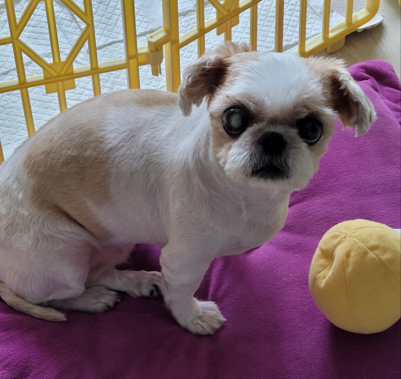 보고 싶다 우리 몽실아