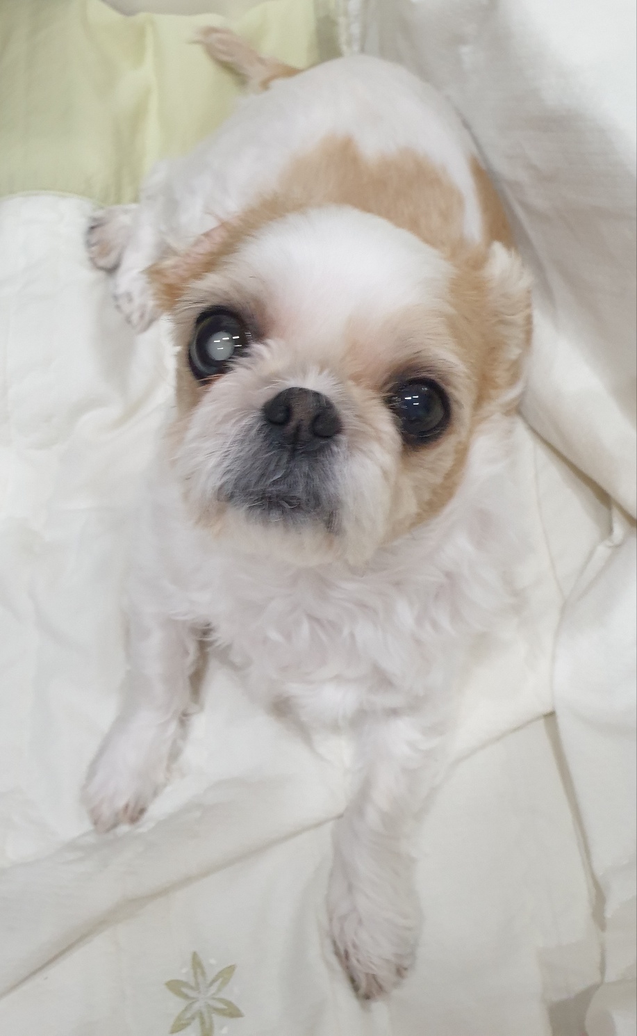 보고 싶다 우리 몽실아