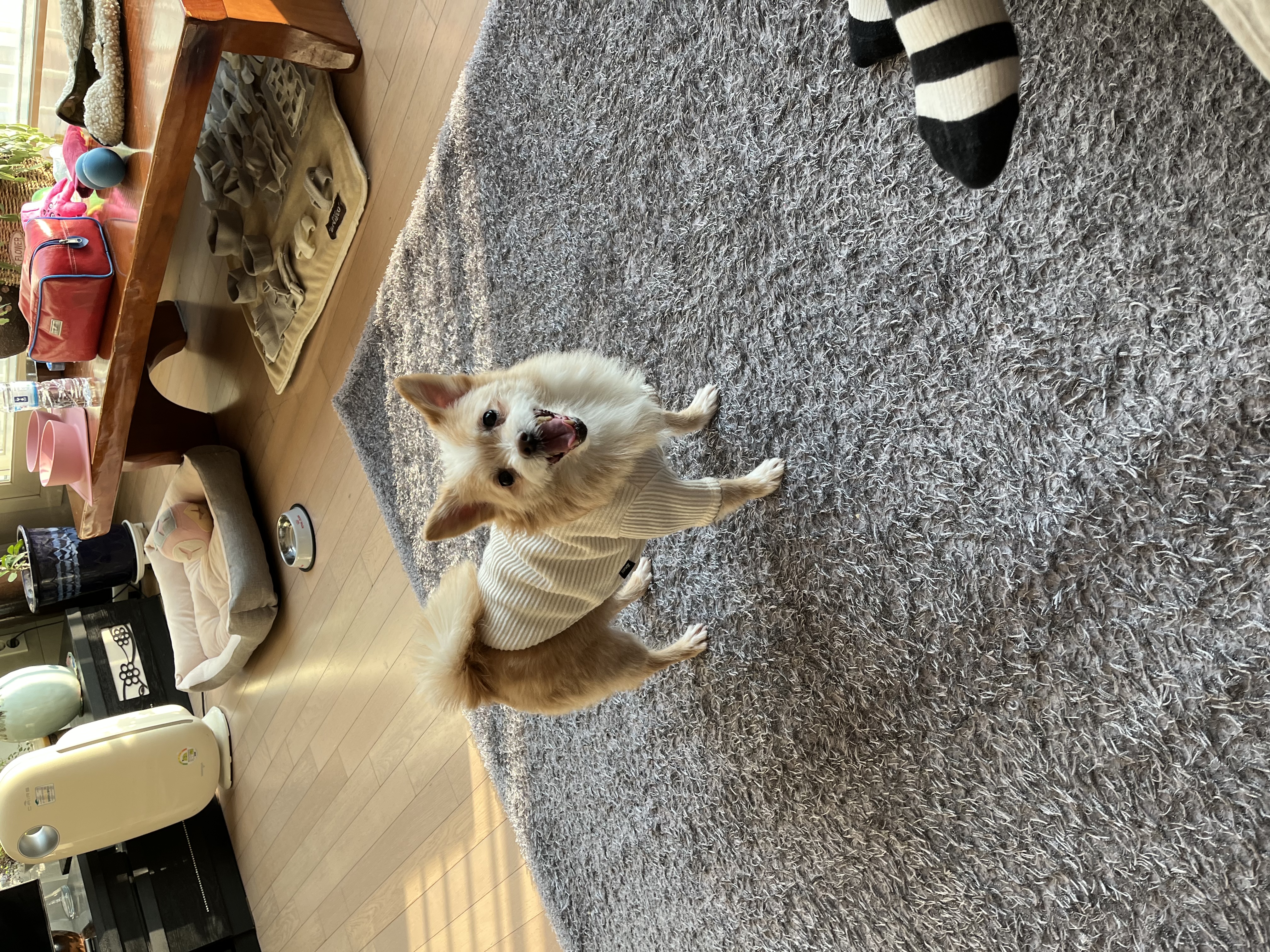 포나 3개월 됐습니다!