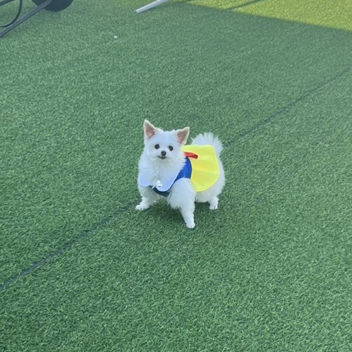 아산구조견 짜니 임시보호 한달 후기입니다