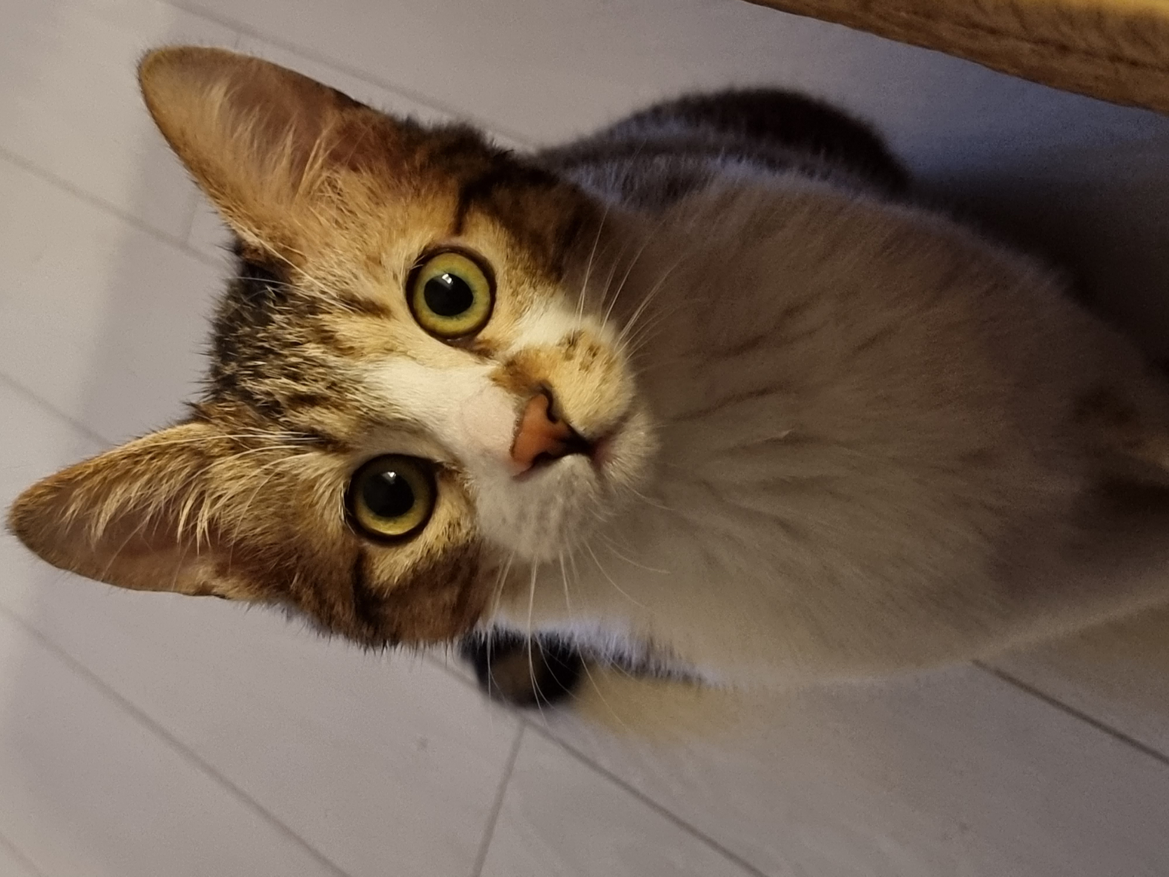 말이와 춘식이 근황