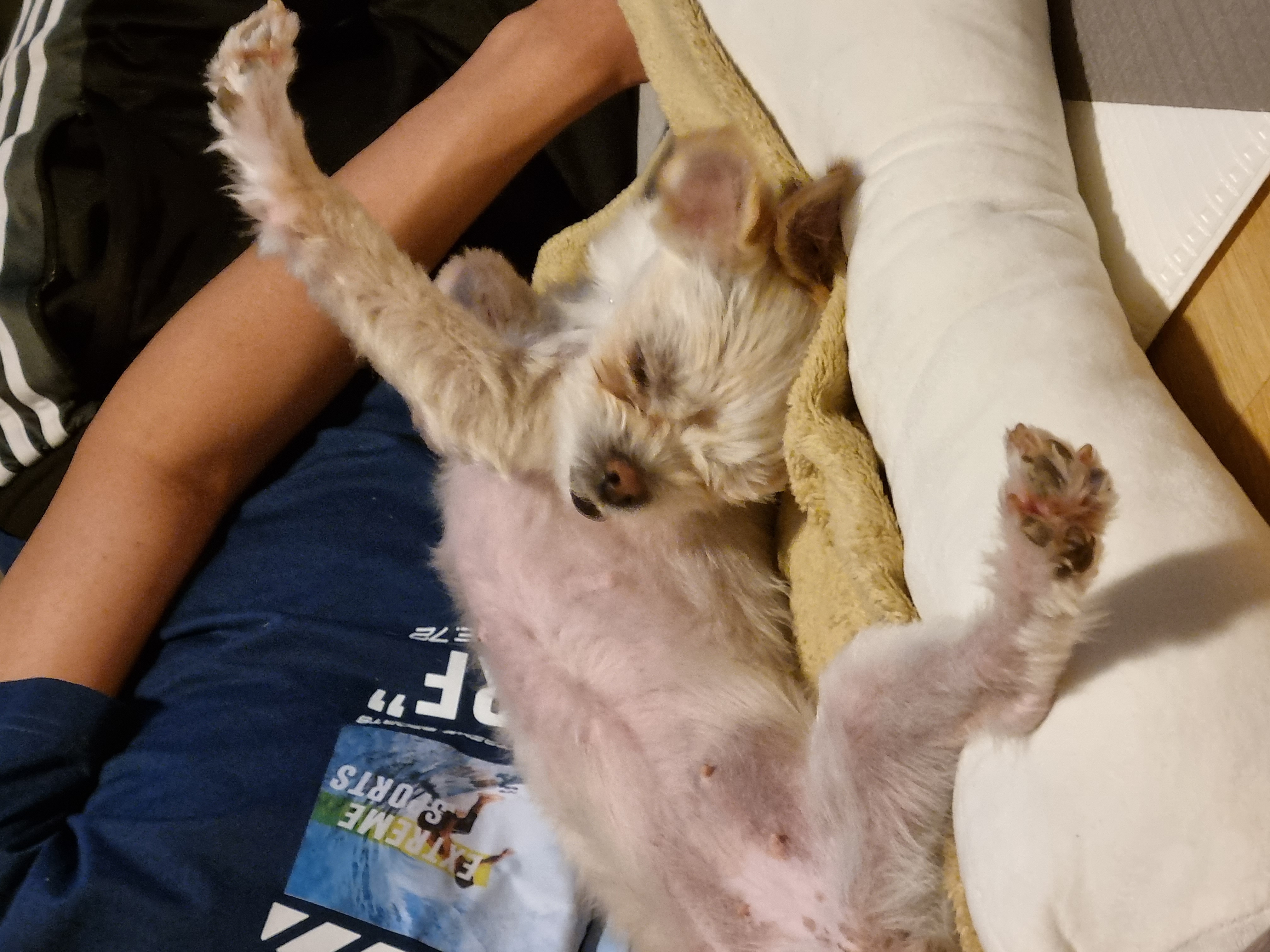 오영이 임보 한달