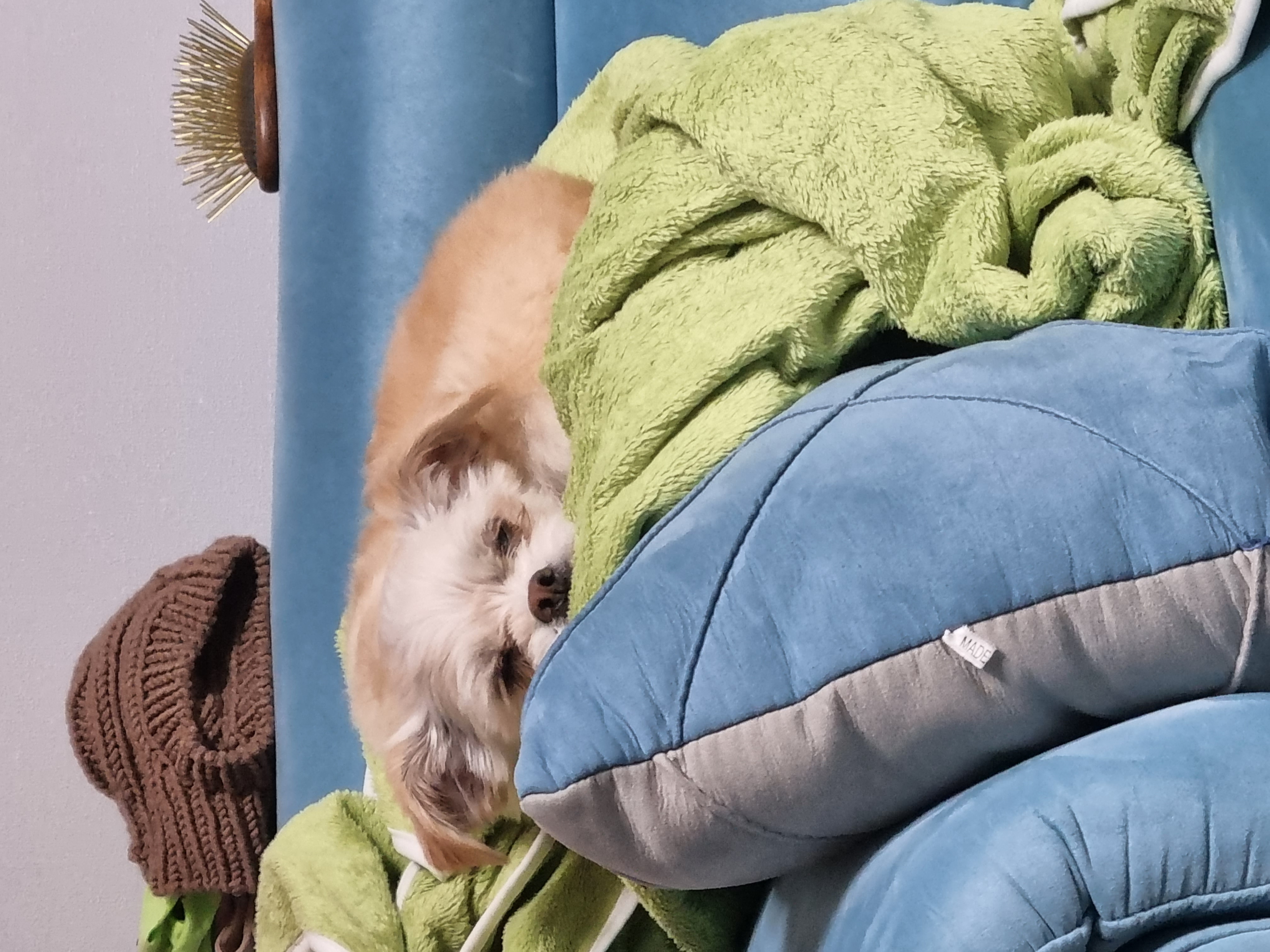 오영이 임보 한달