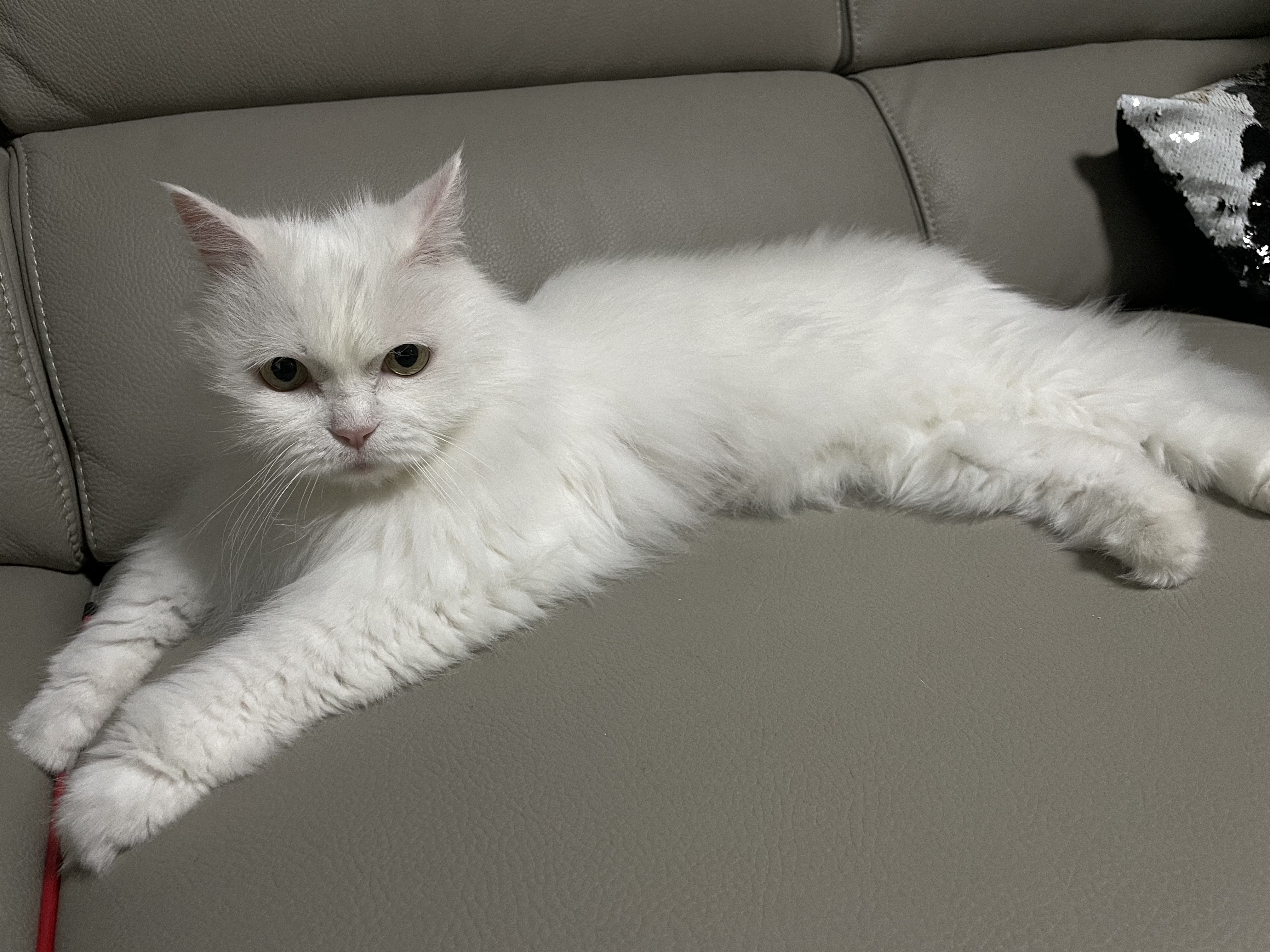 모델이 입양 일주일 - with 포도