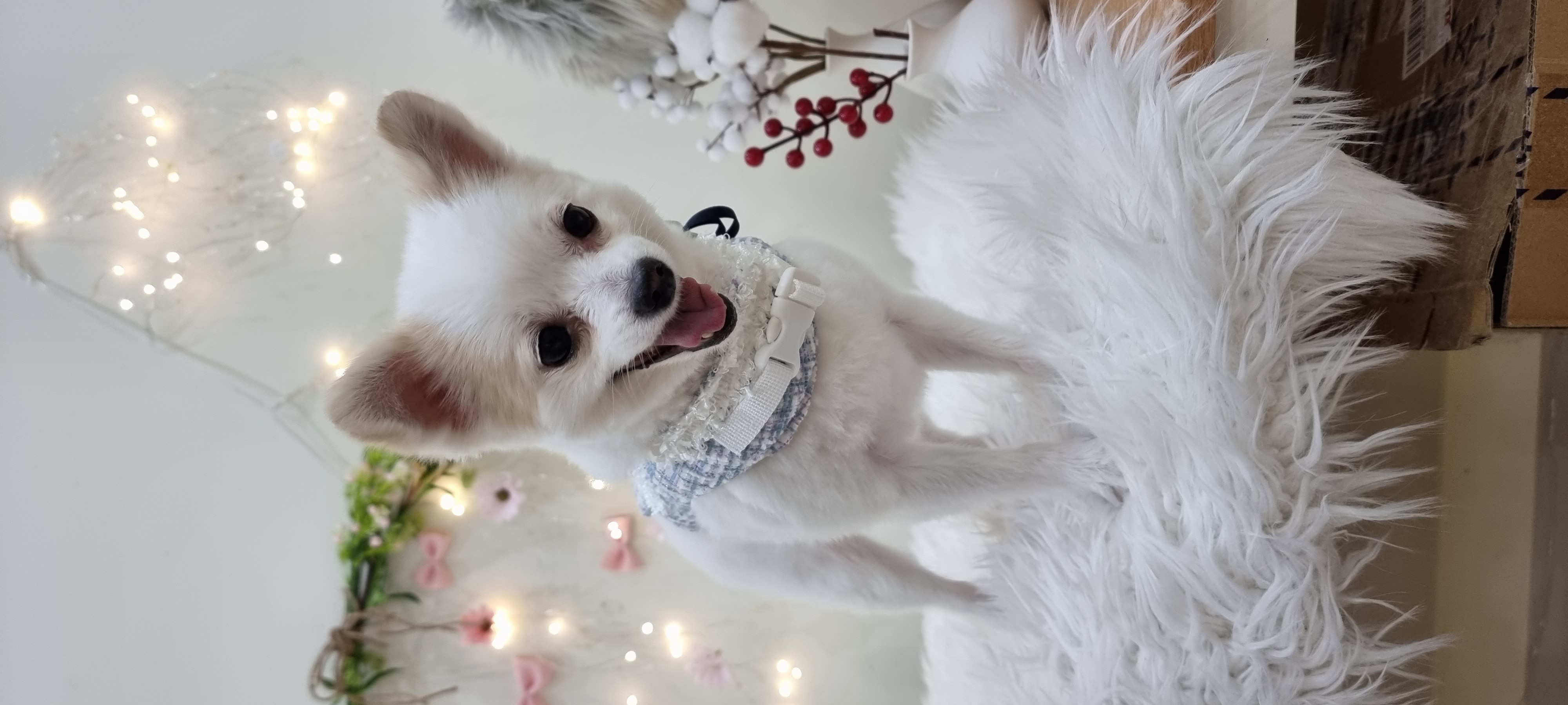 올리_임시보호 6개월 되었네요