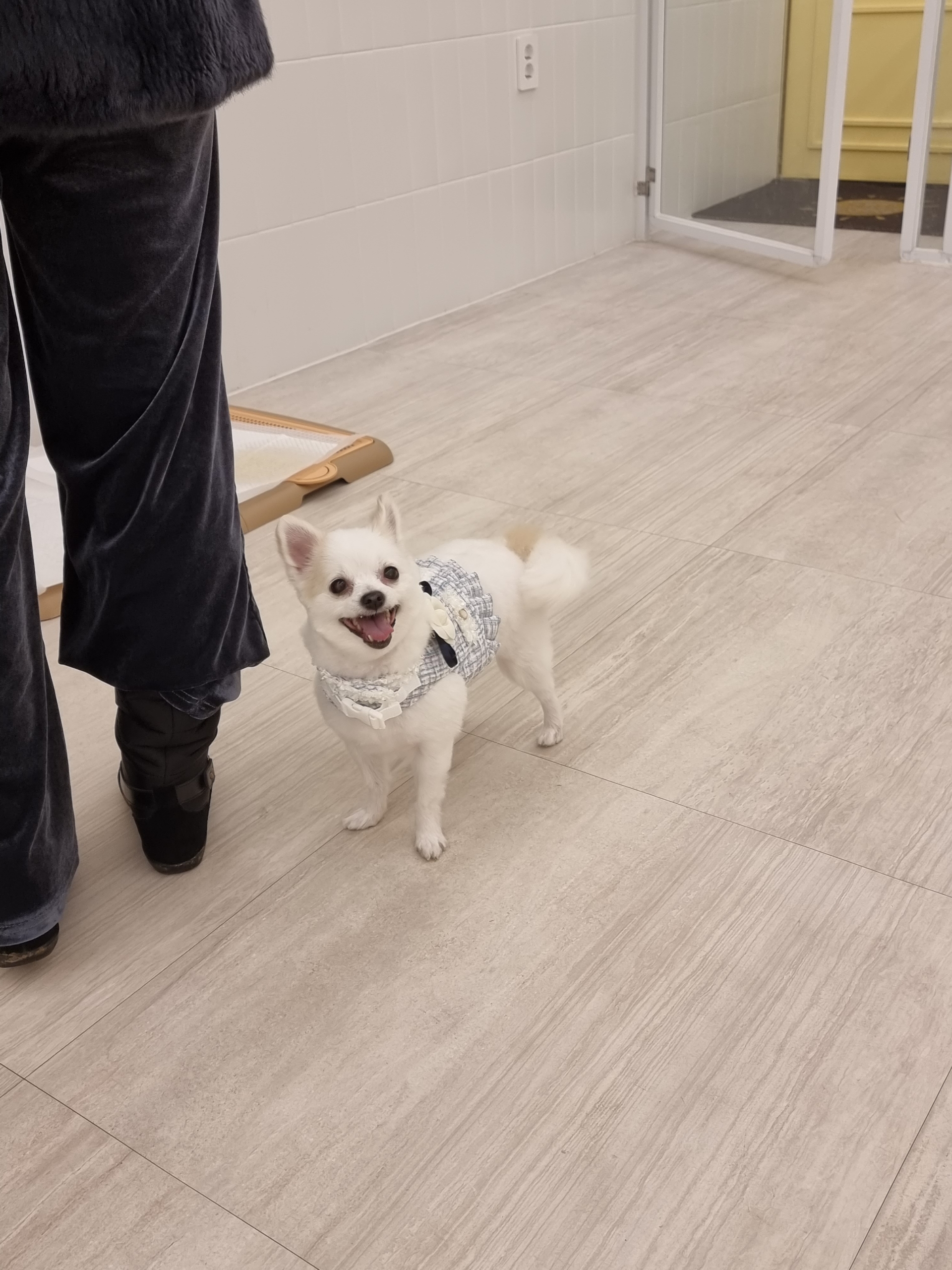 올리_임시보호 6개월 되었네요