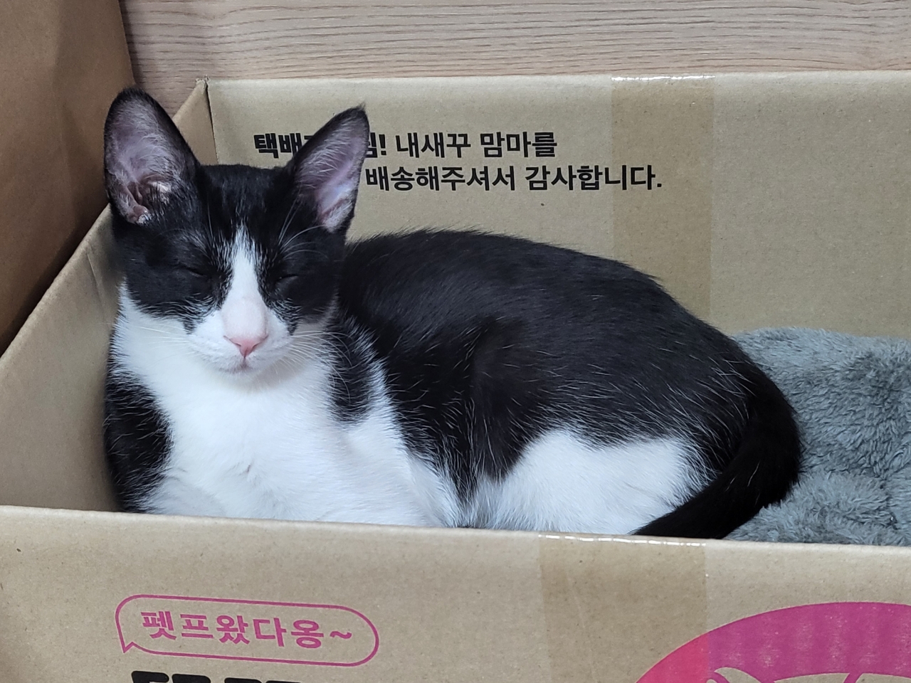 코코(민국) 소식입니다~