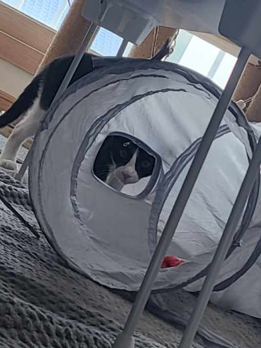 코코(민국) 소식입니다~