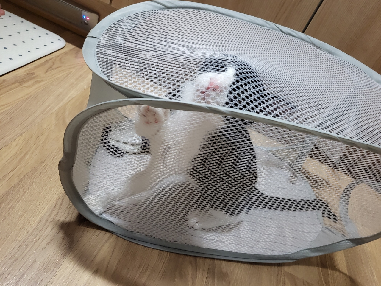 코코(민국) 소식입니다~