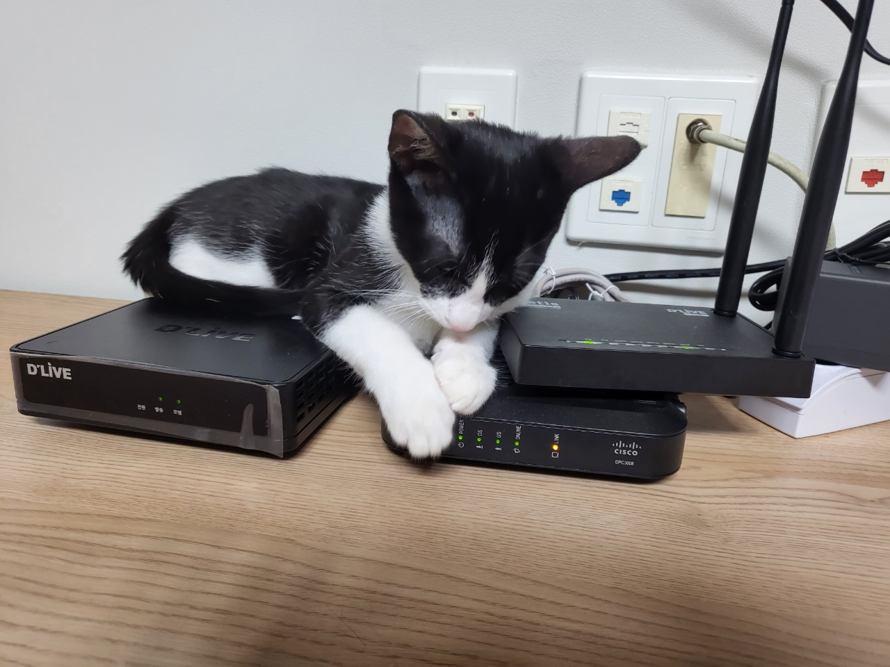 코코(민국) 소식입니다~