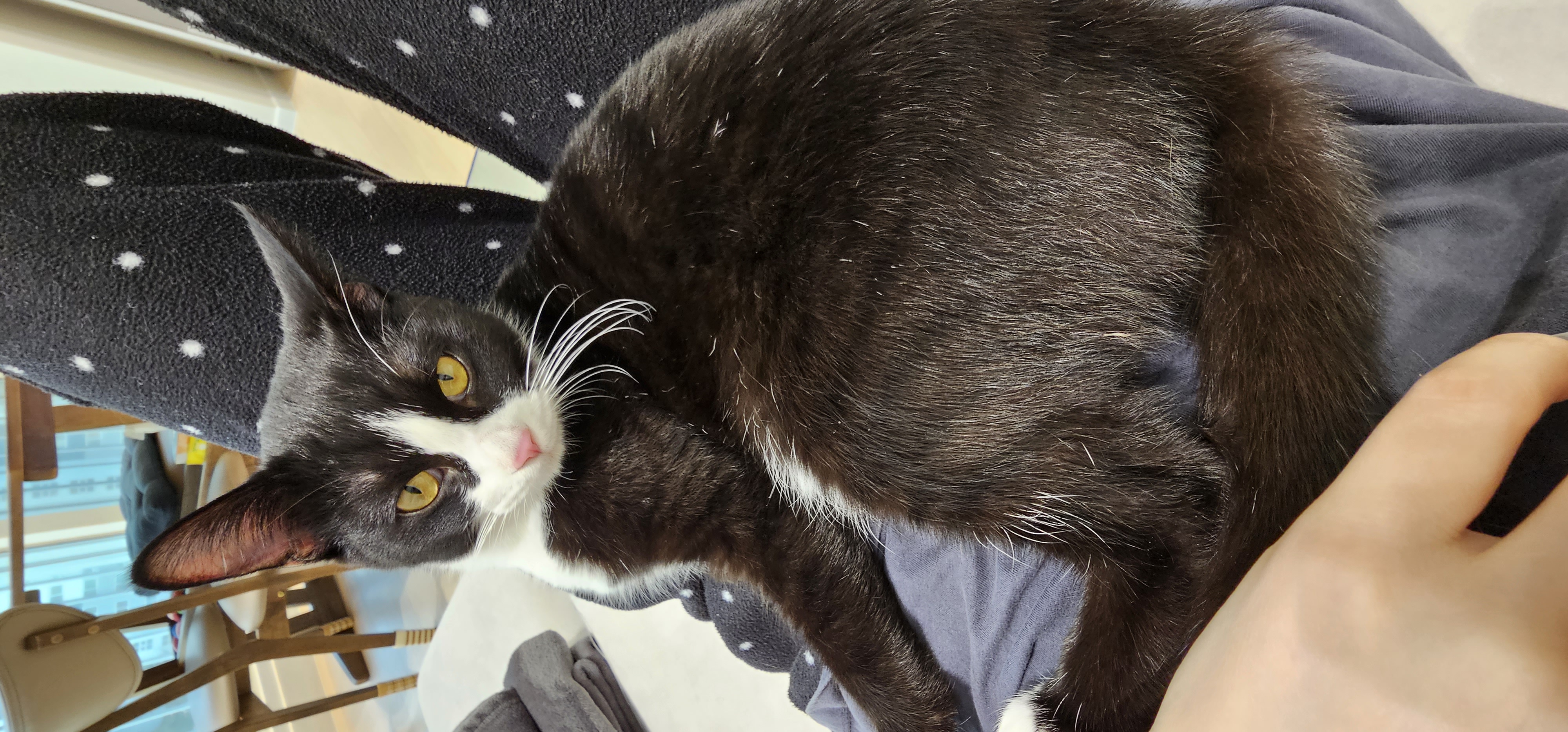 허밍이 입양 일주일차