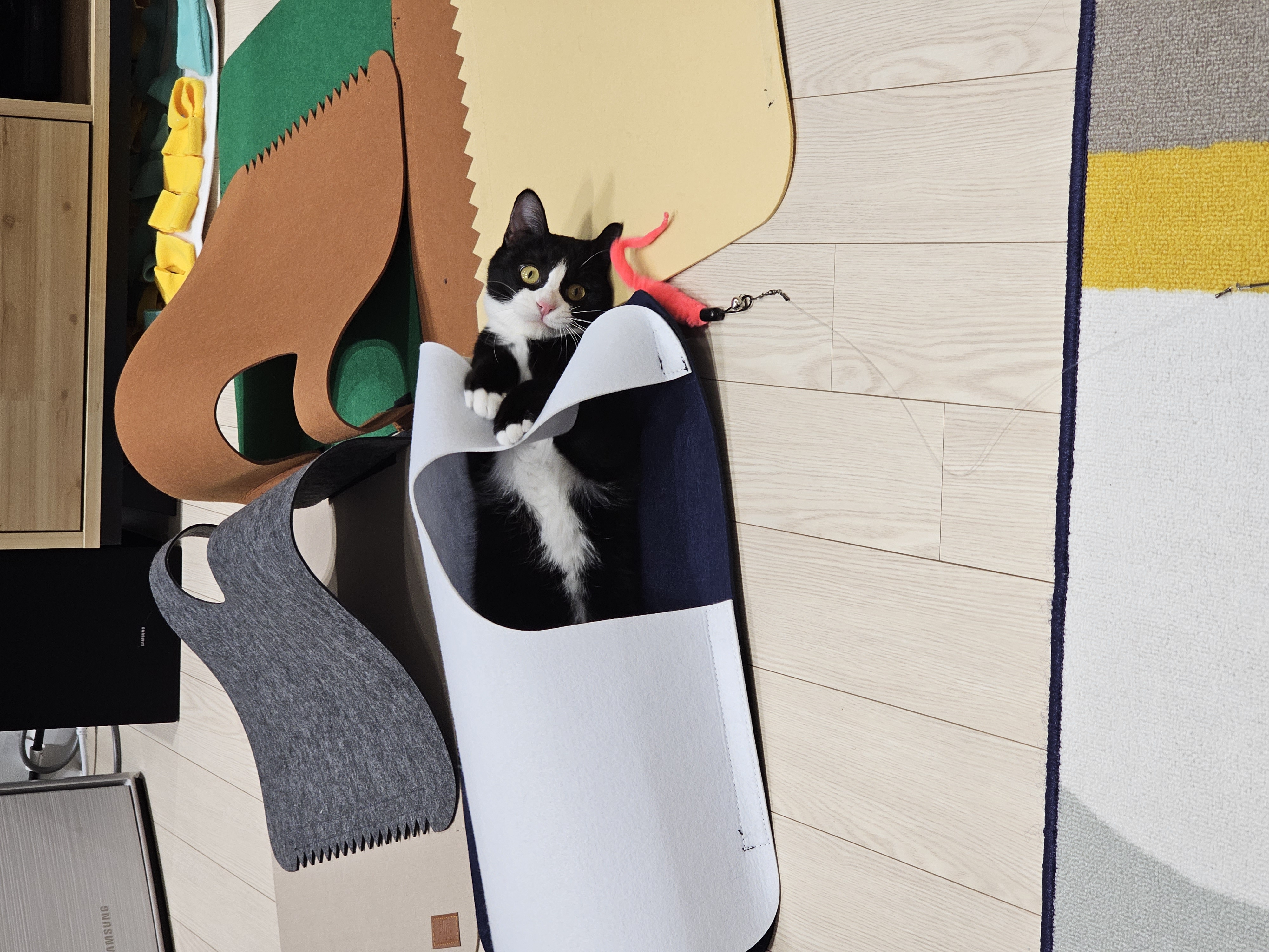 허밍이 입양 일주일차