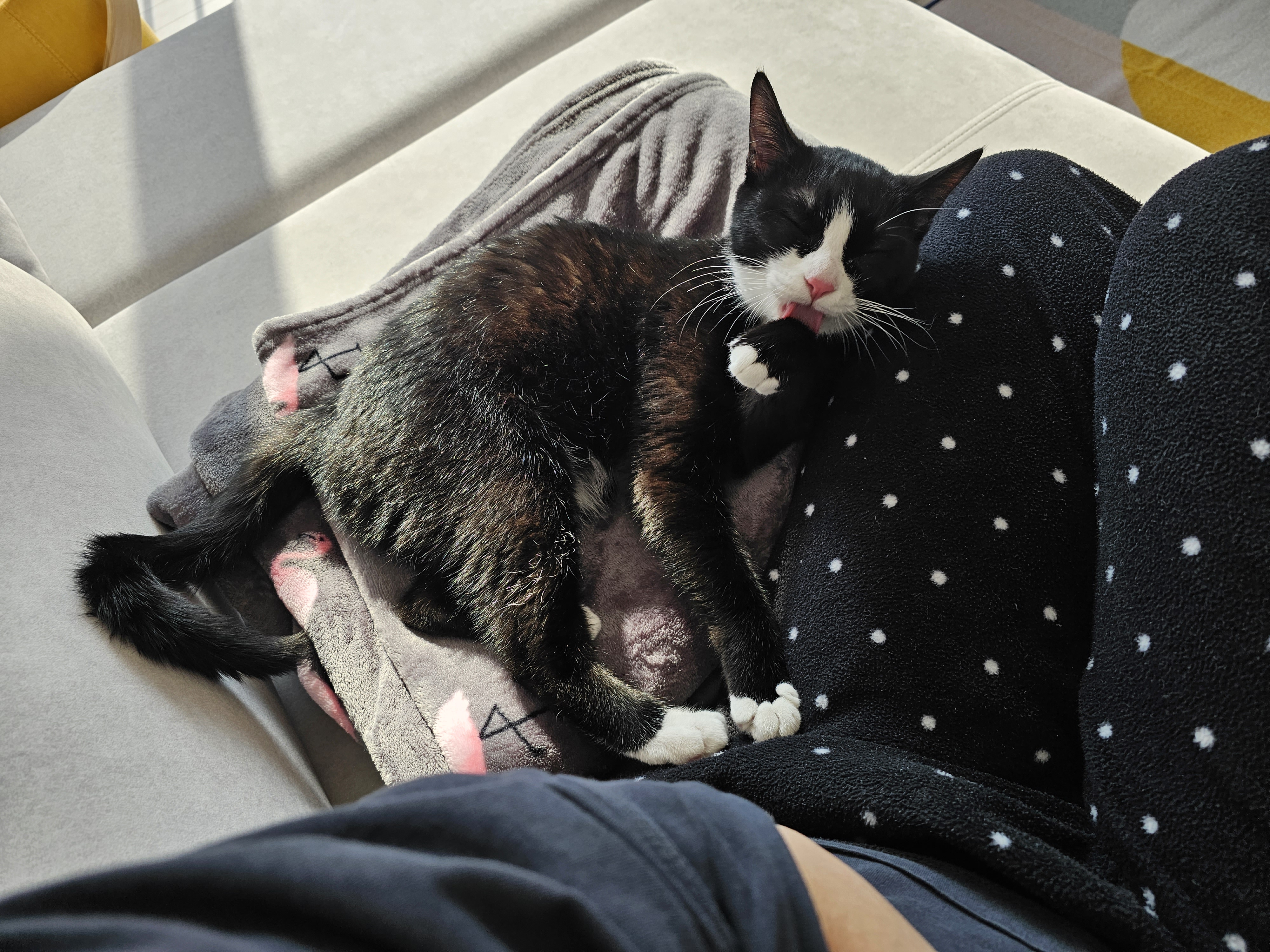 허밍이 입양 일주일차