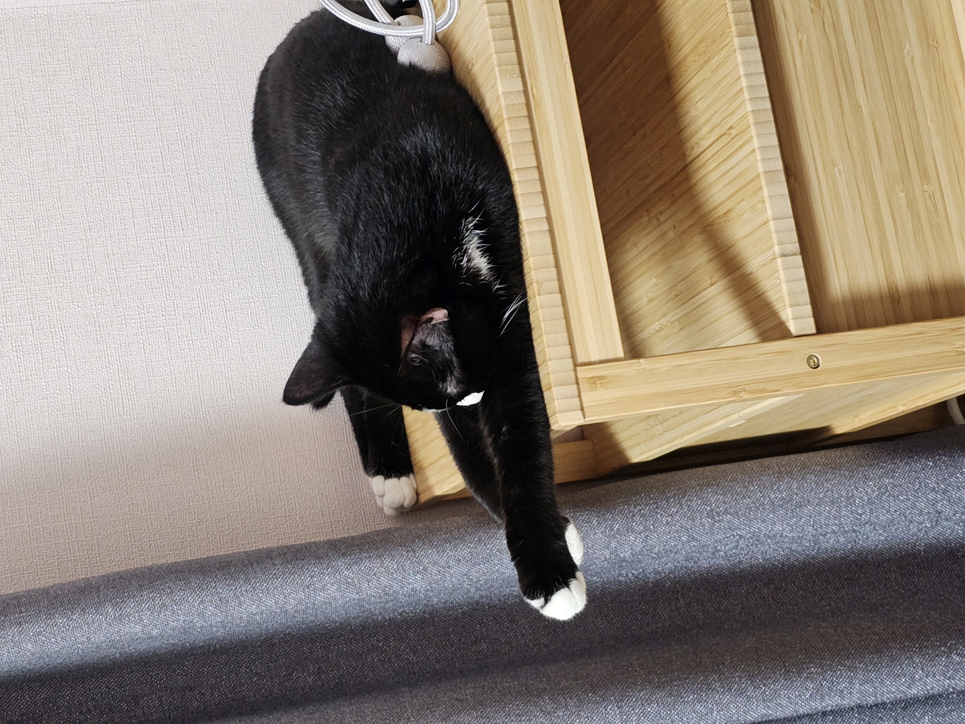 허밍이 입양 일주일차