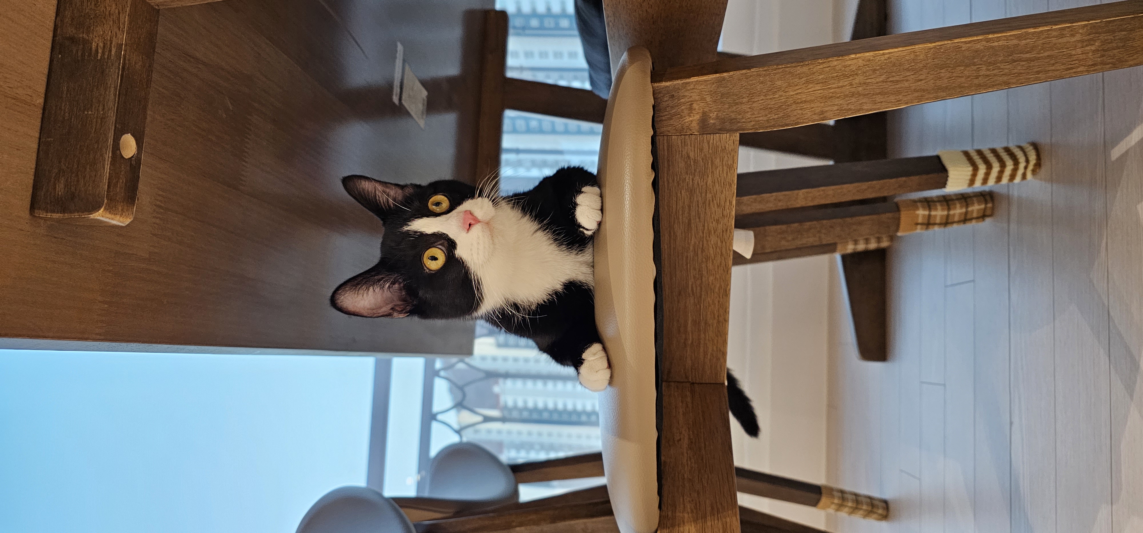 허밍이 입양 일주일차