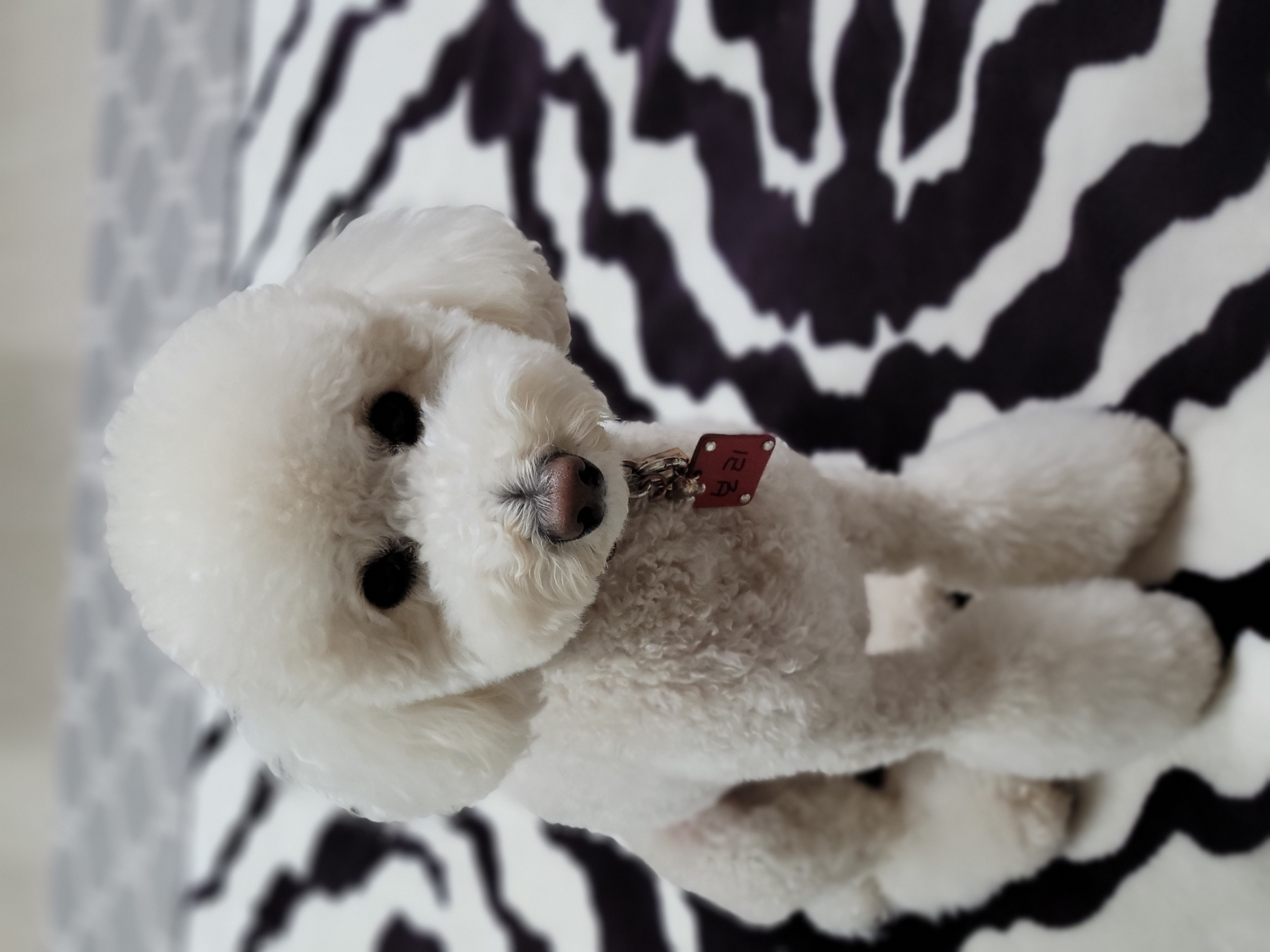 보리(푸미 넷째푸사)2년차