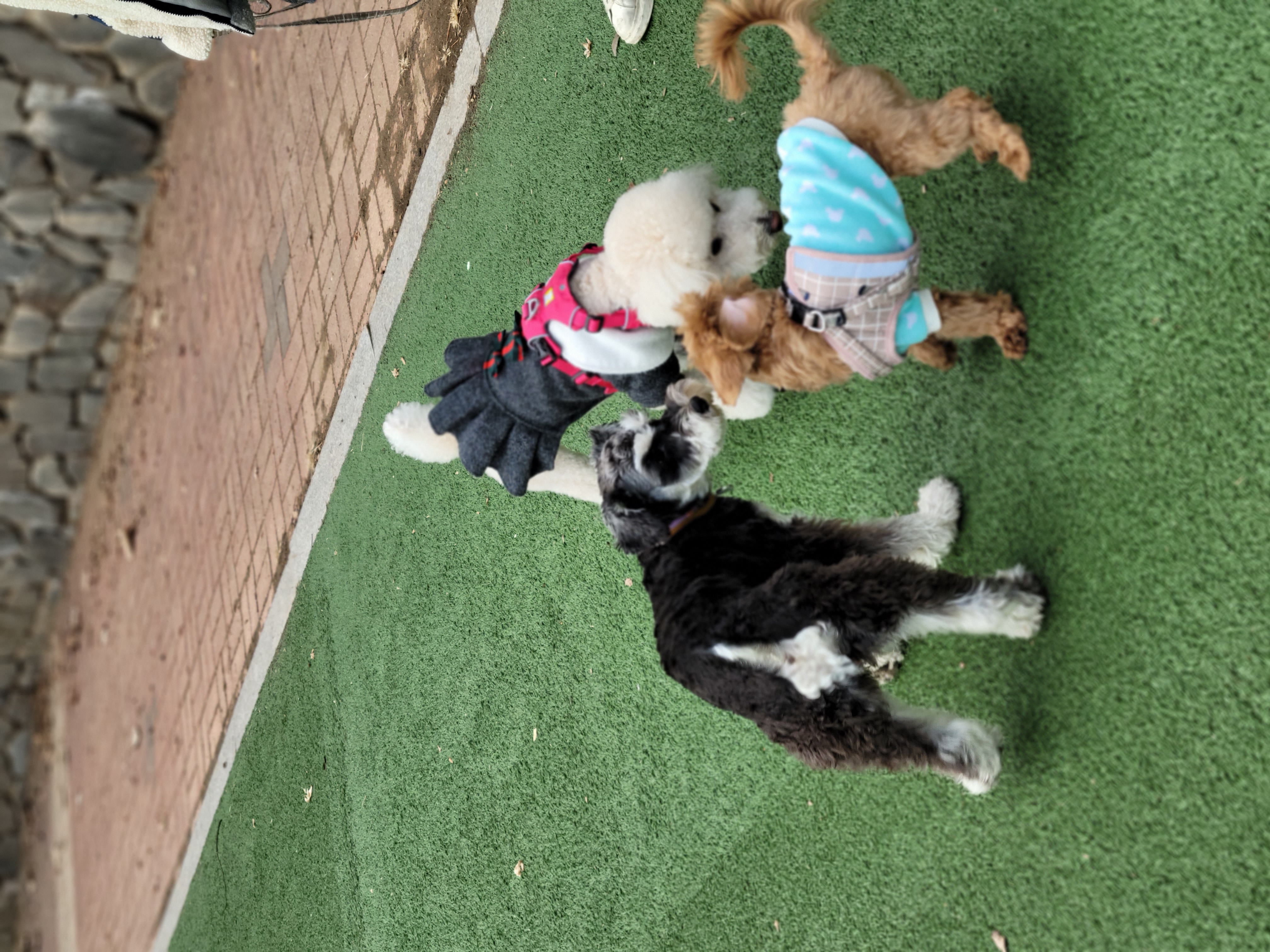 보리(푸미 넷째푸사)2년차