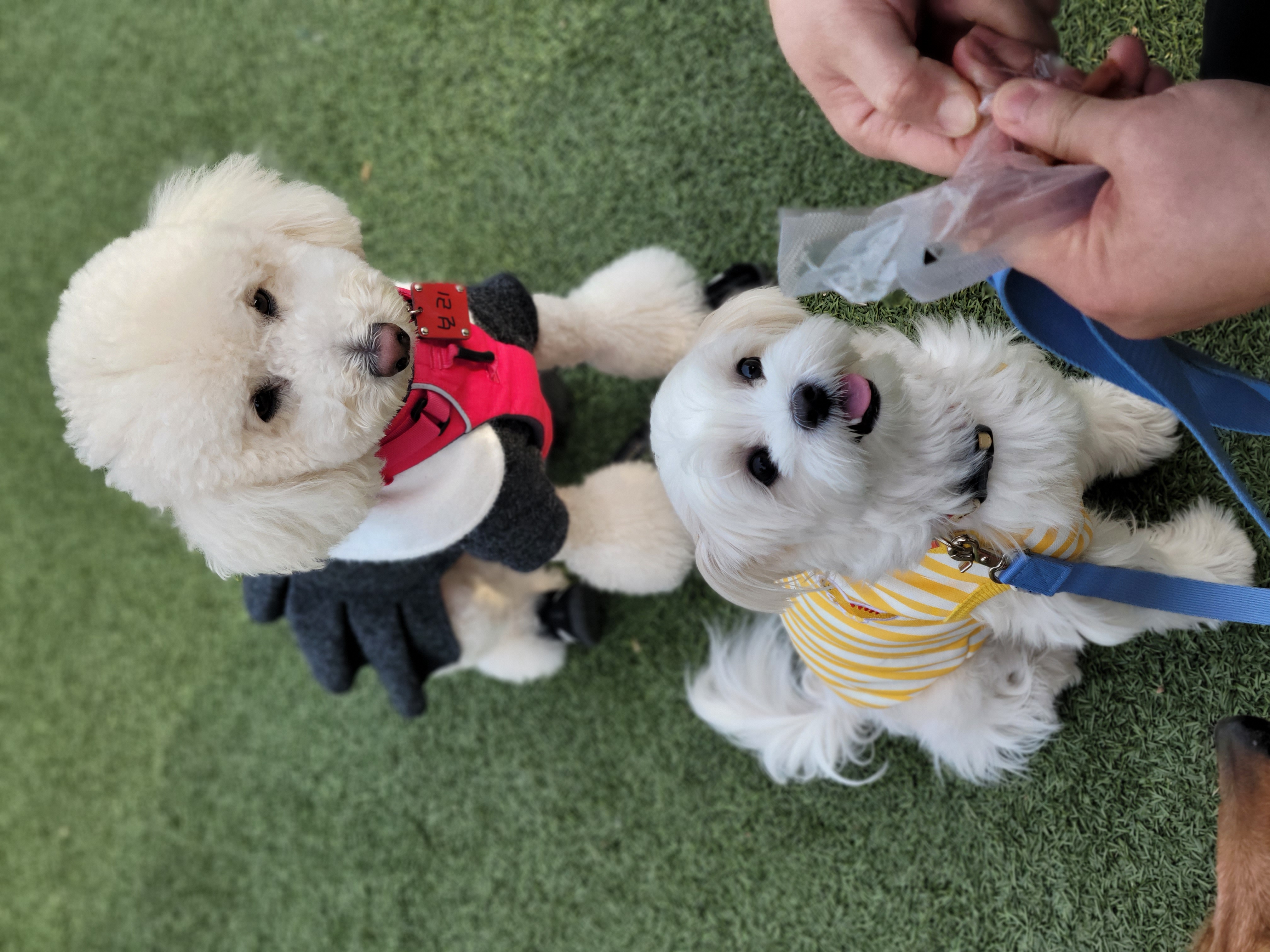 보리(푸미 넷째푸사)2년차