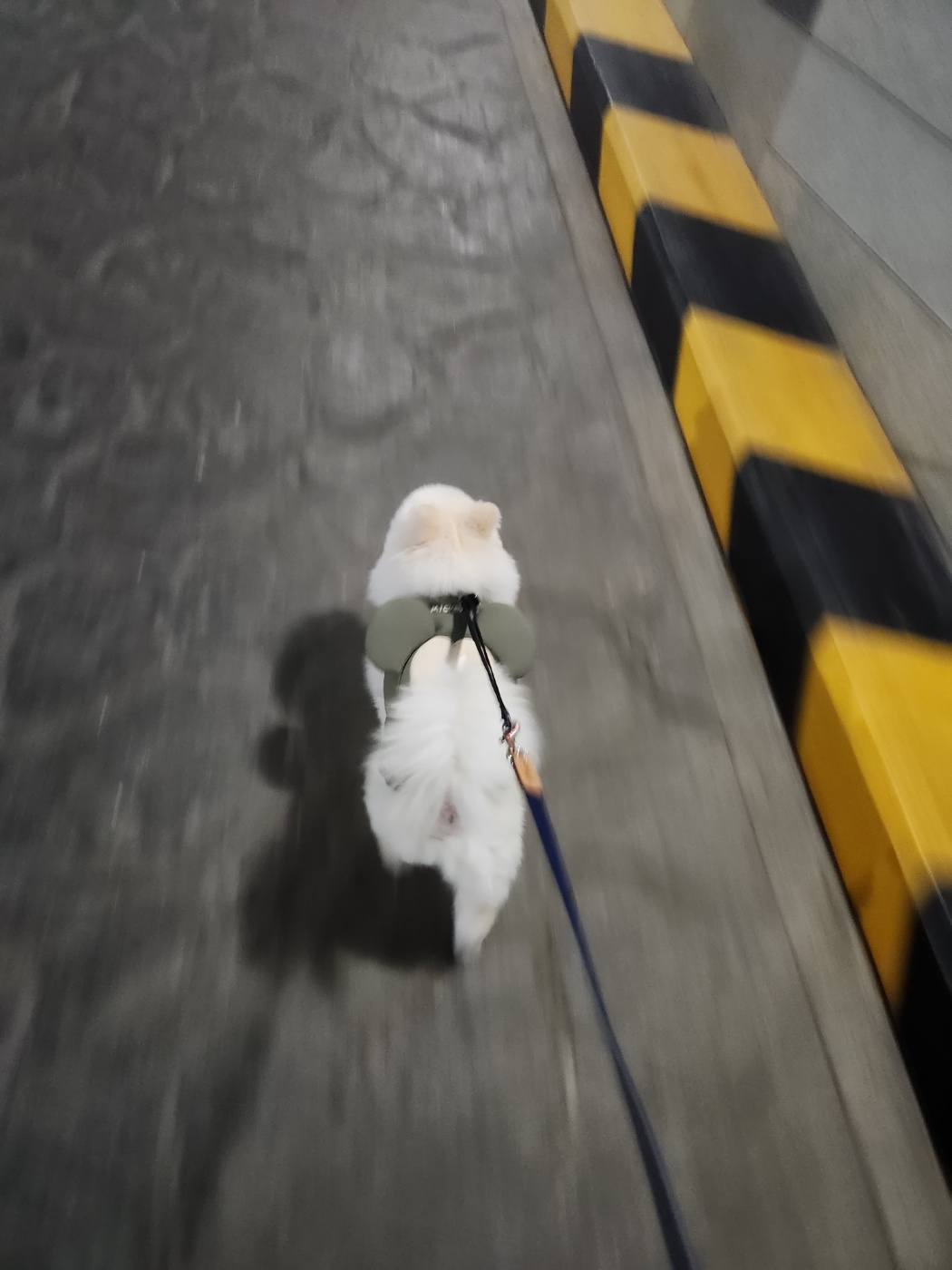 율무(시루) 한달차