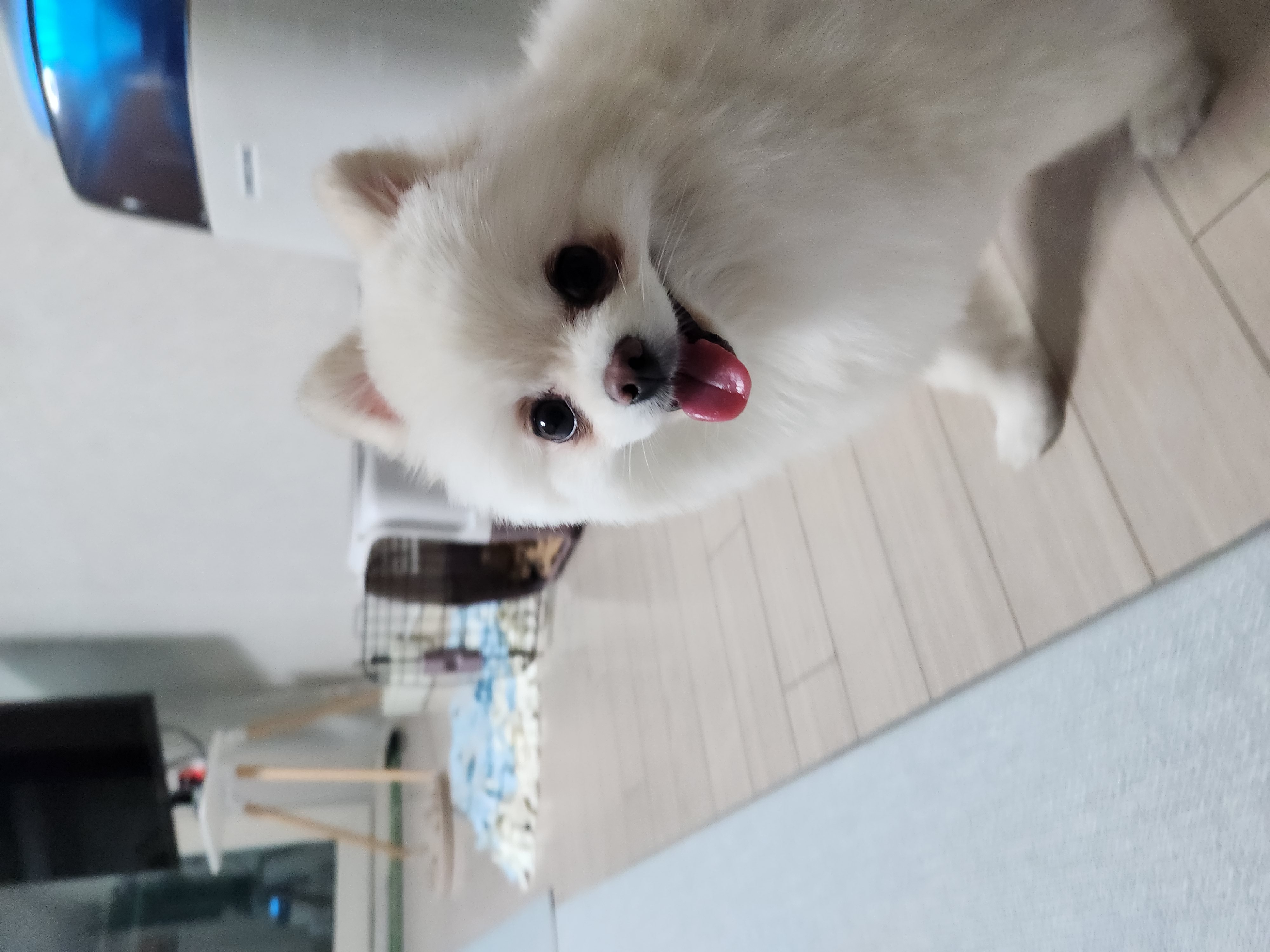 율무(시루) 한달차