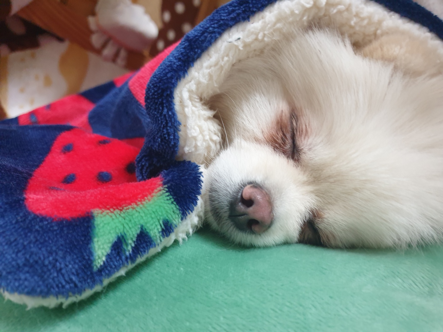 율무(시루) 한달차