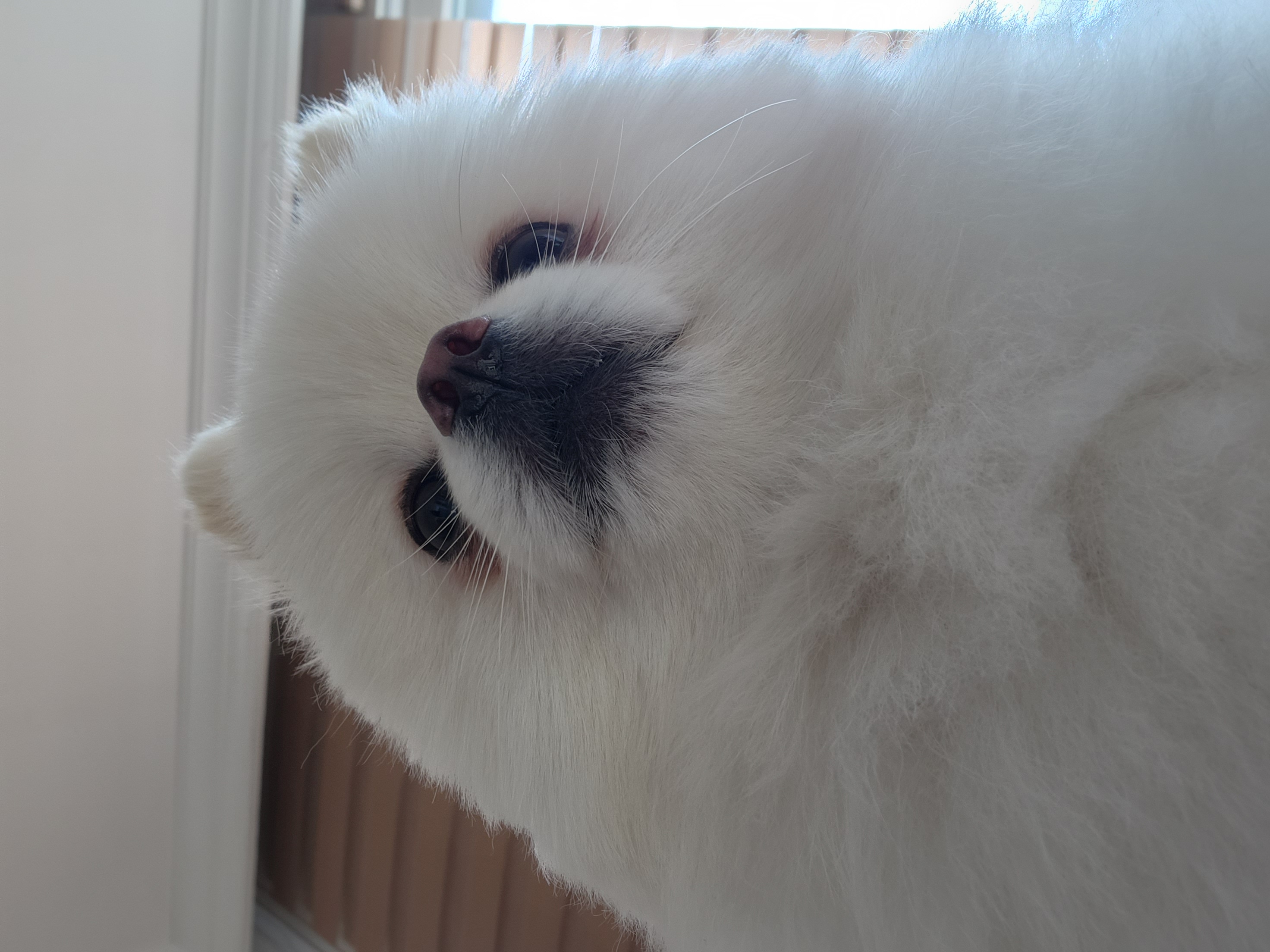 율무(시루) 한달차