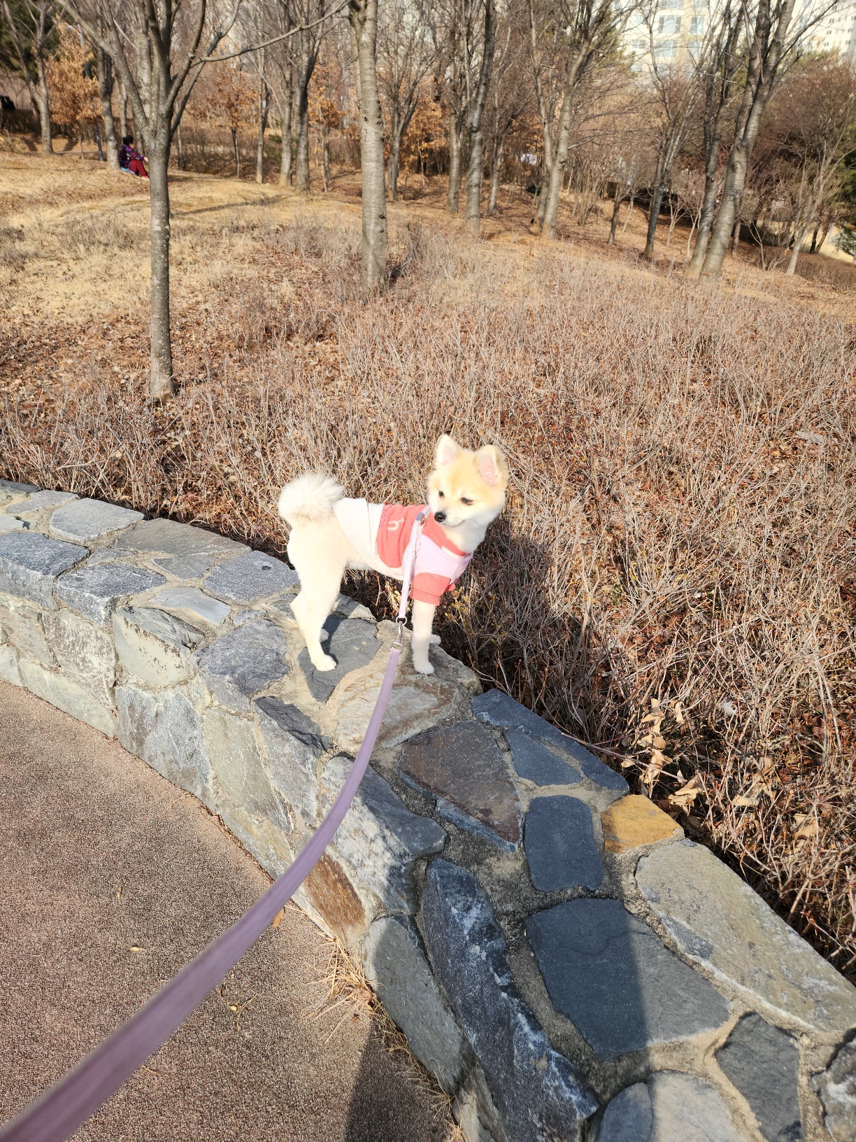 복실이 (곤지암106/그이) 미용했어요