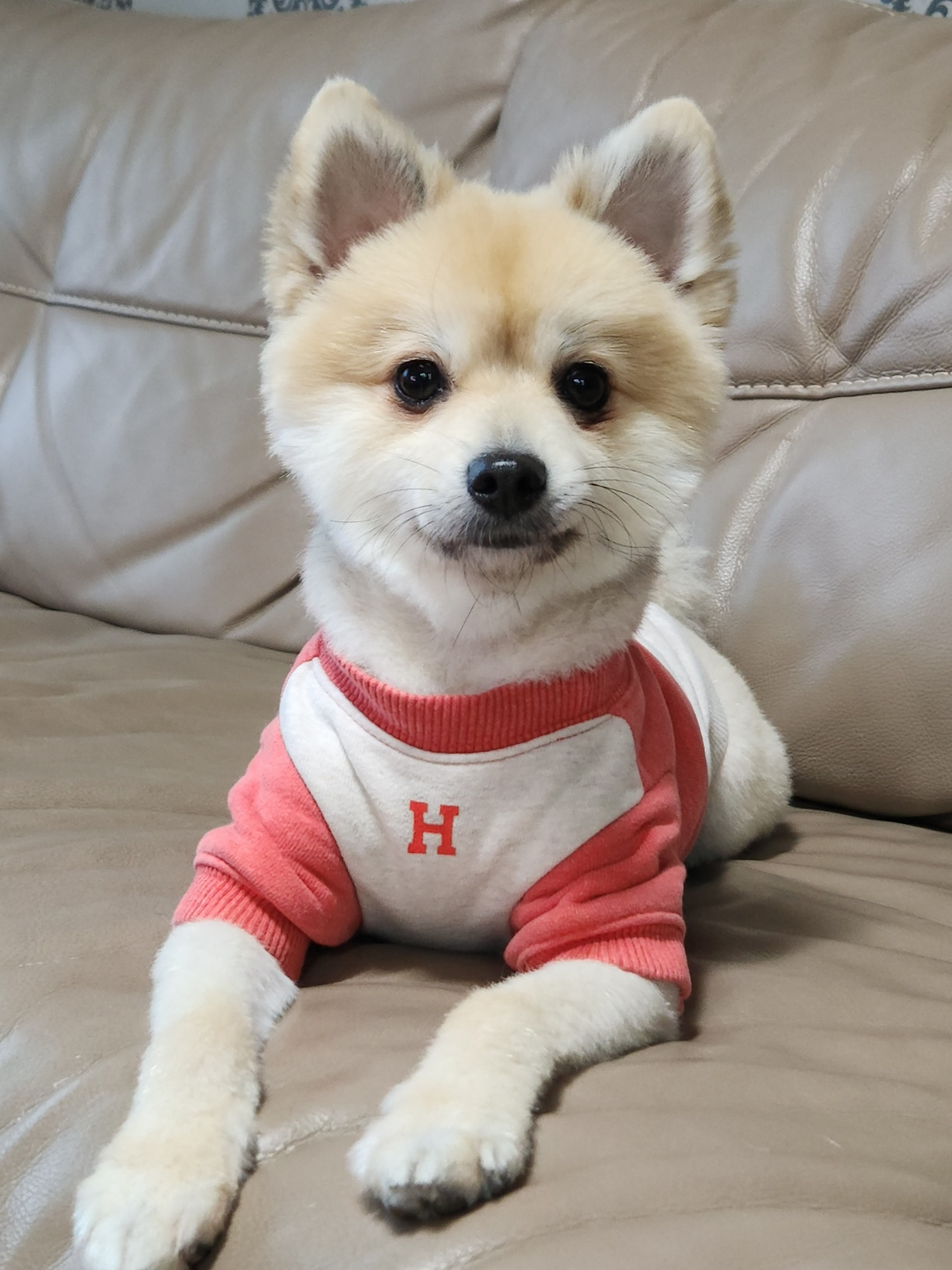 복실이 (곤지암106/그이) 미용했어요