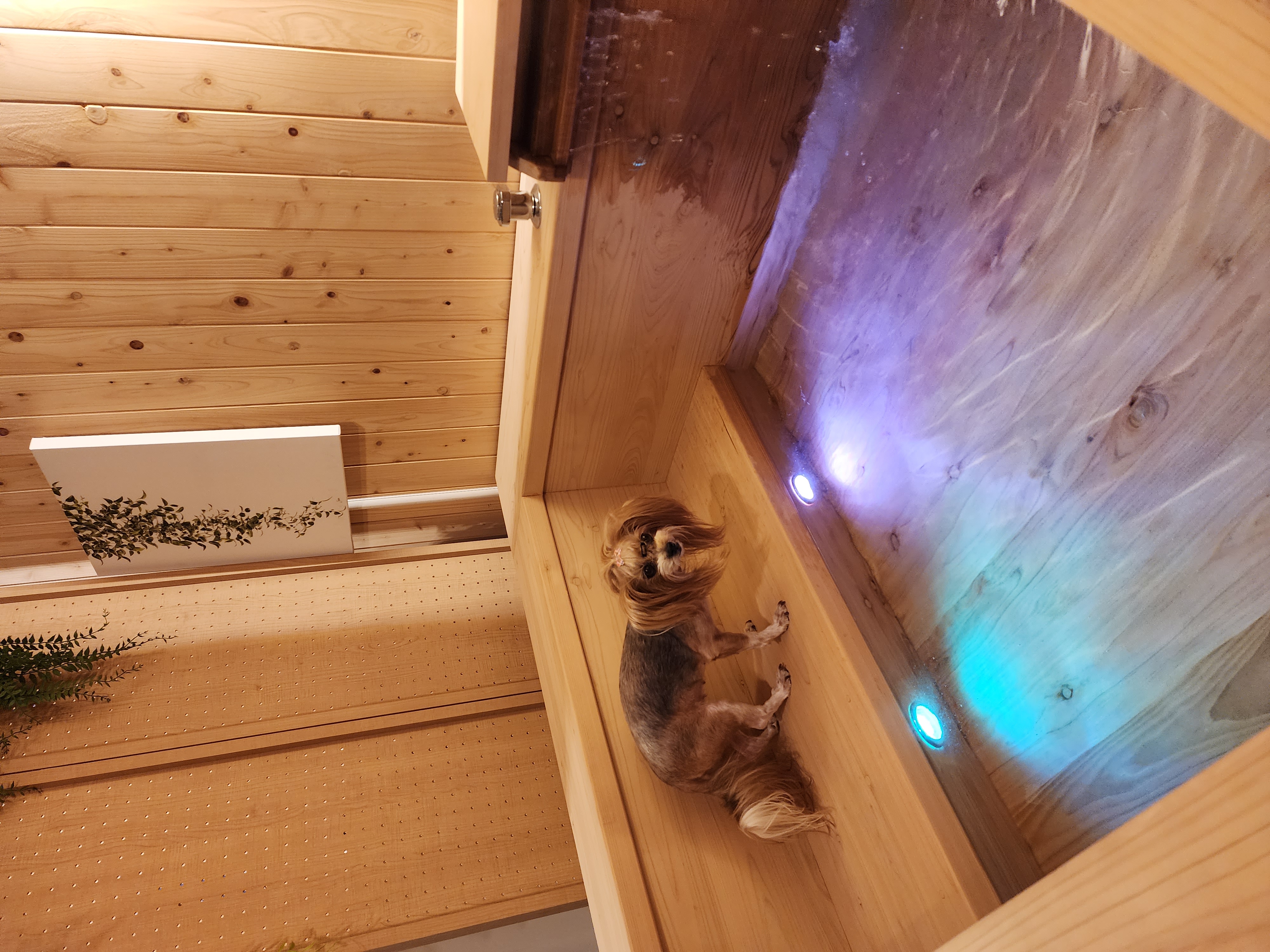 요조 입양 4주년