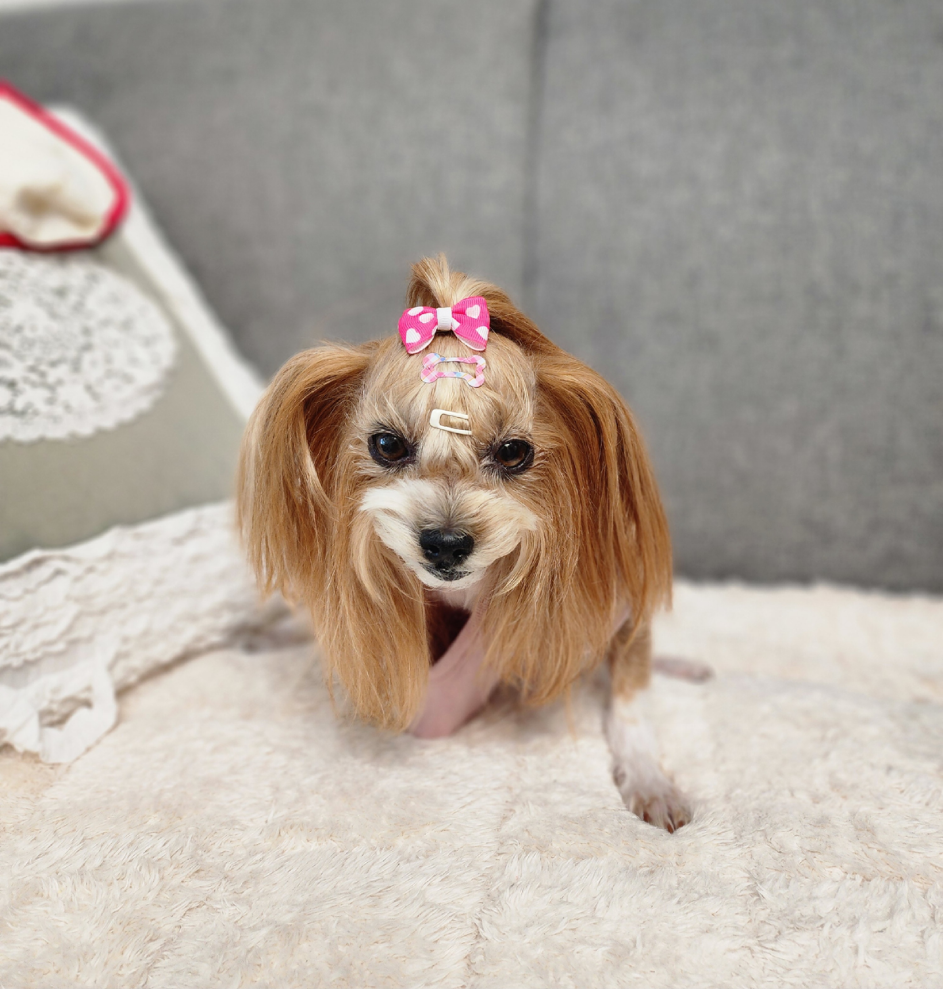 요조 입양 4주년