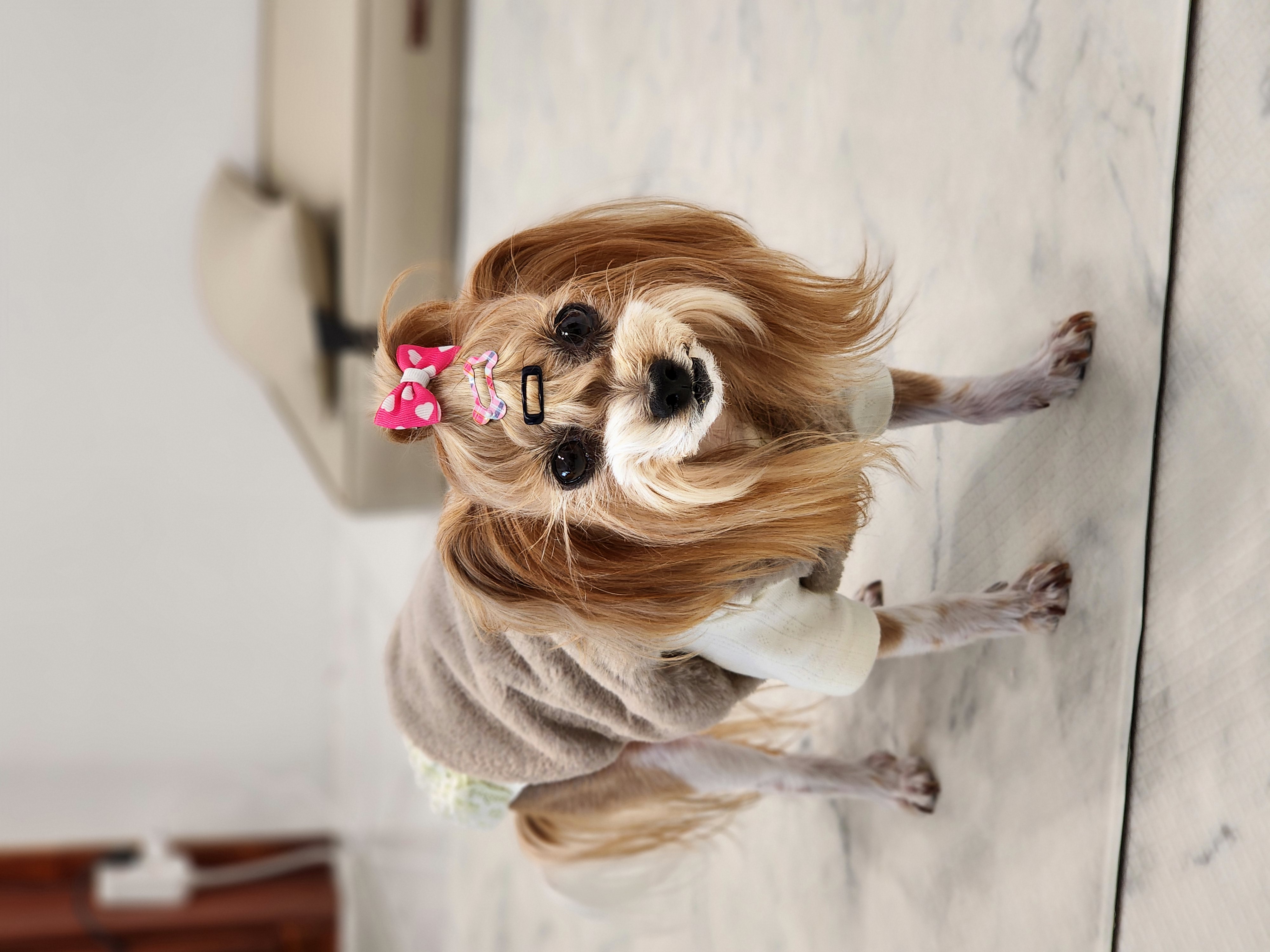 요조 입양 4주년