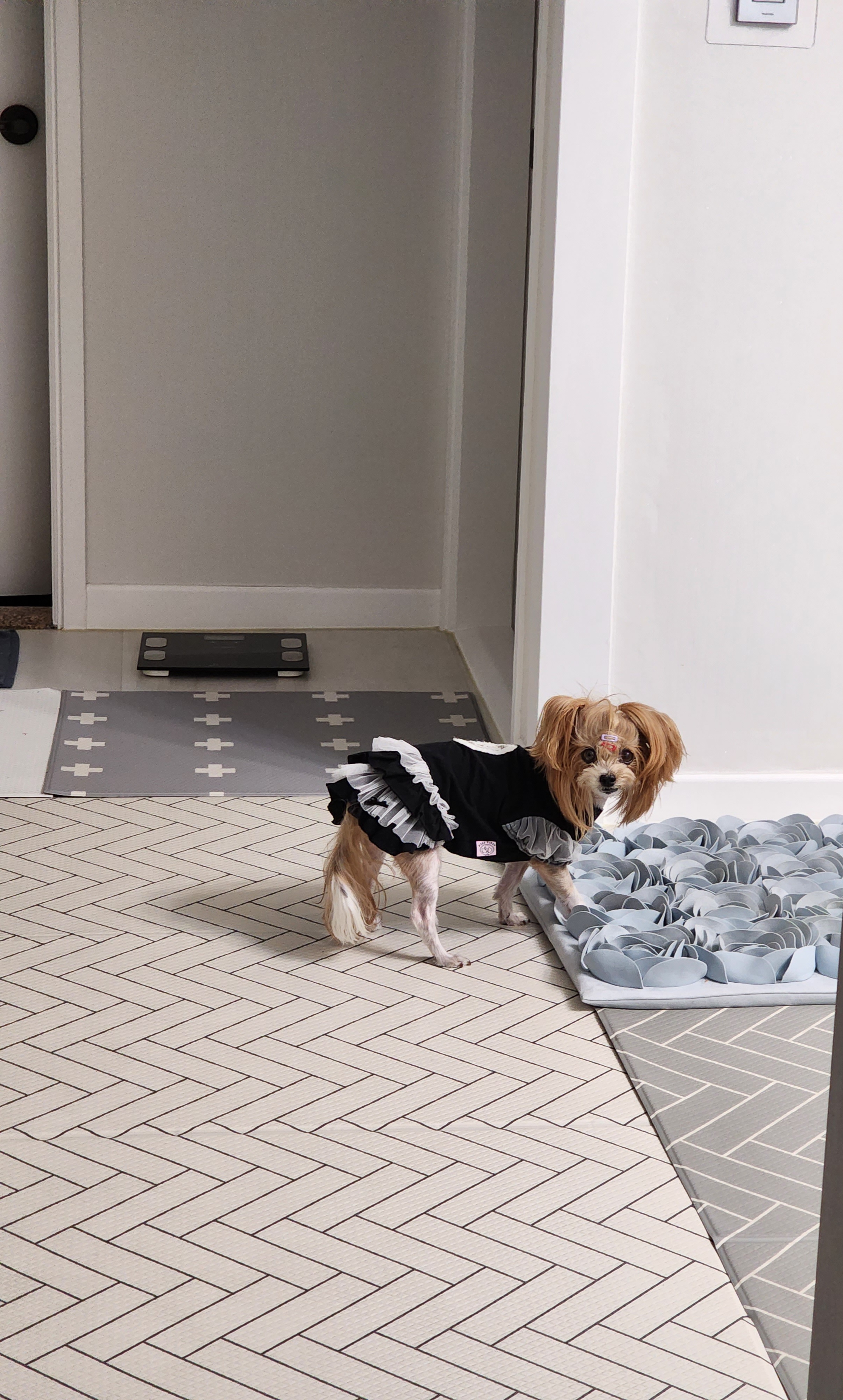 요조 입양 4주년