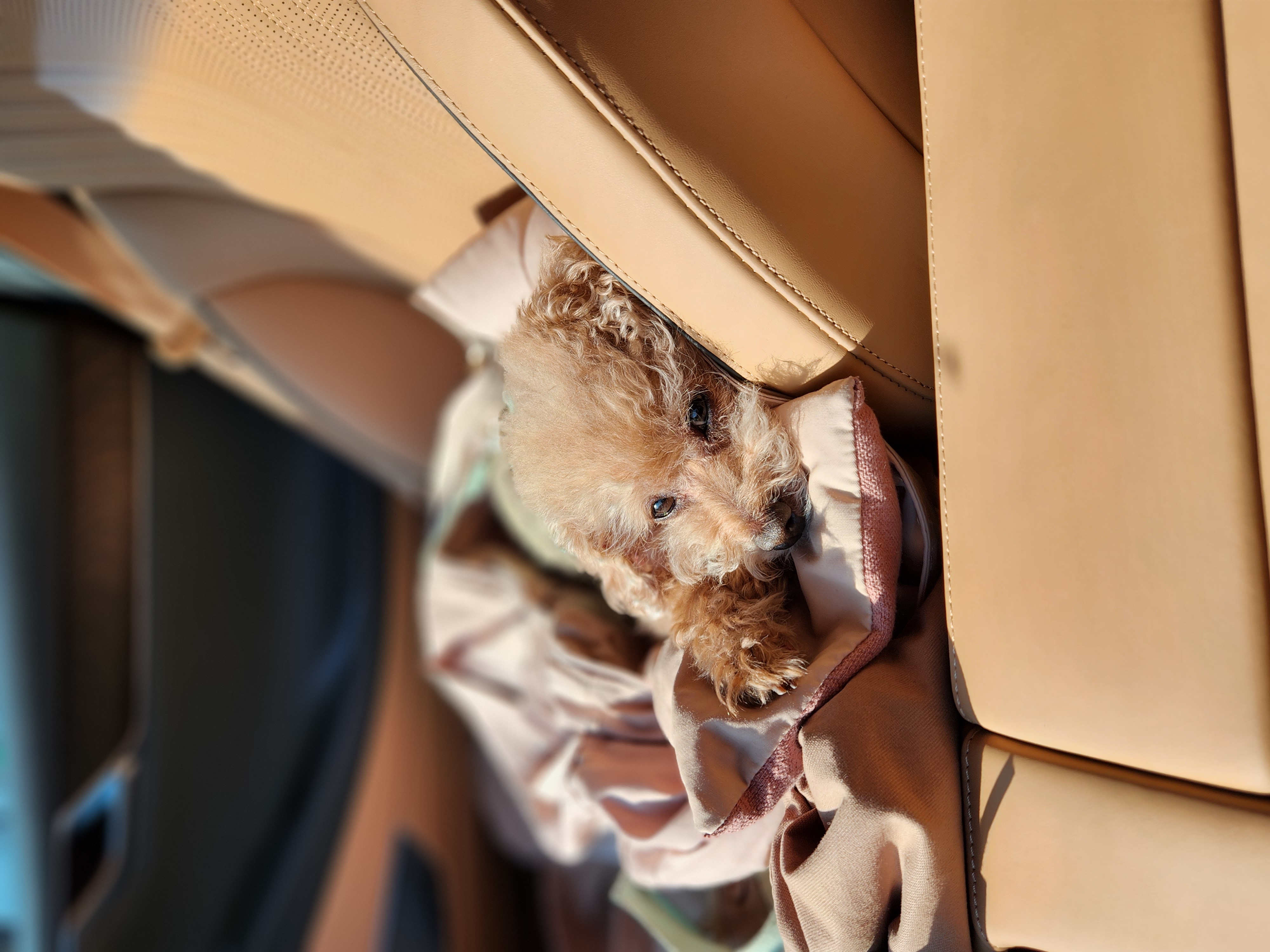 입양 3년차 은동이