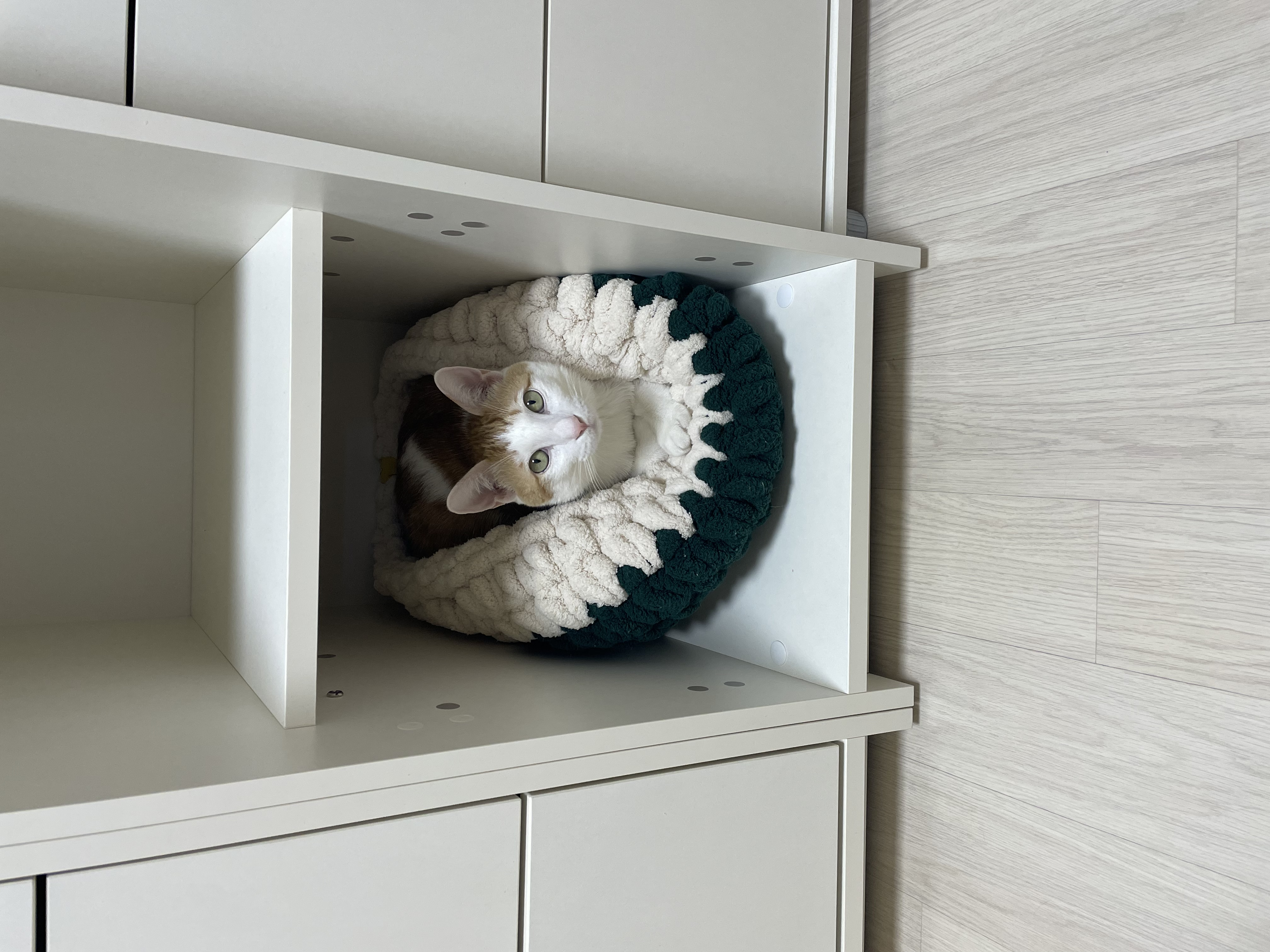 체다(꼬꼬) 1년기