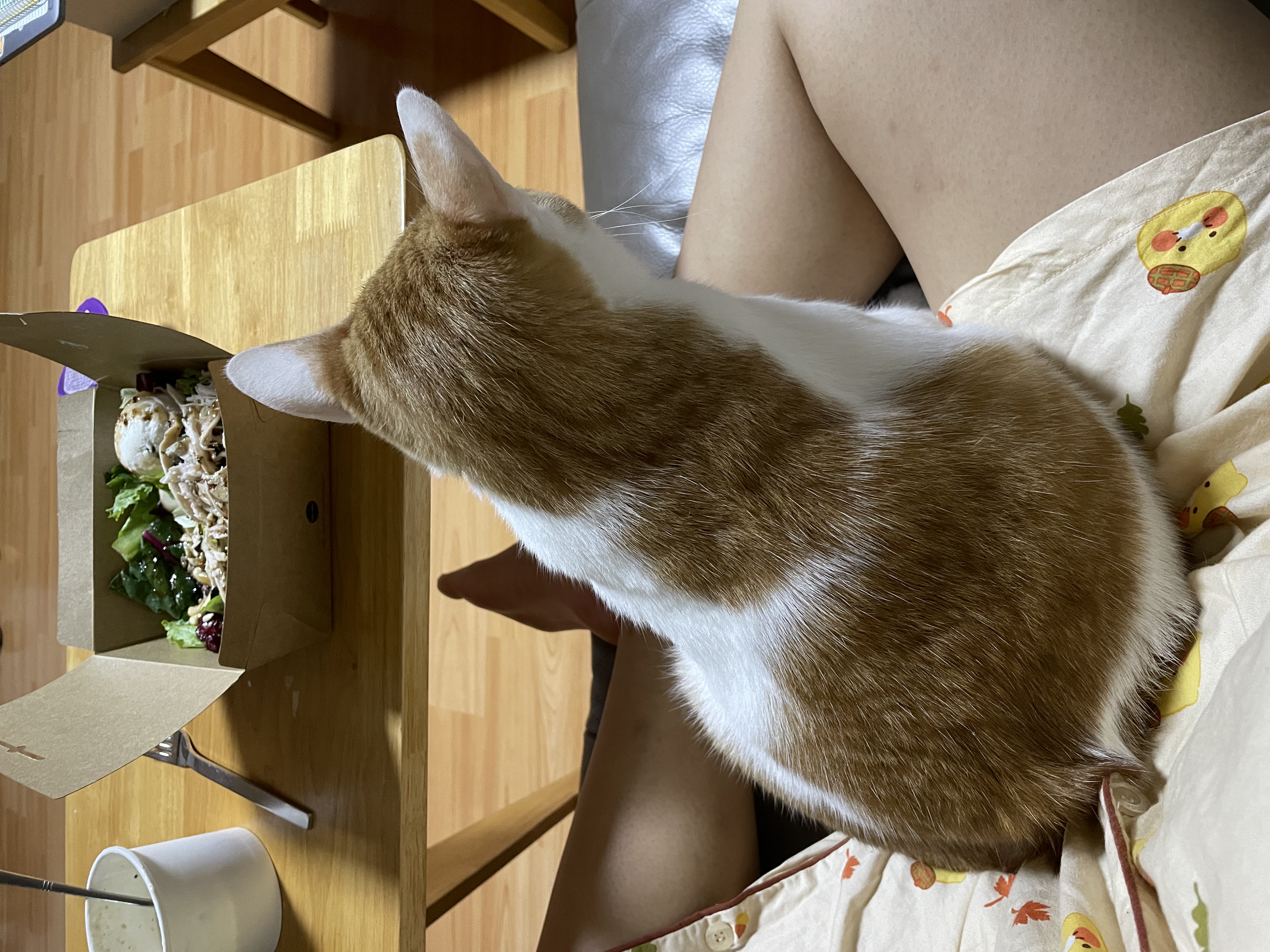 체다(꼬꼬) 1년기