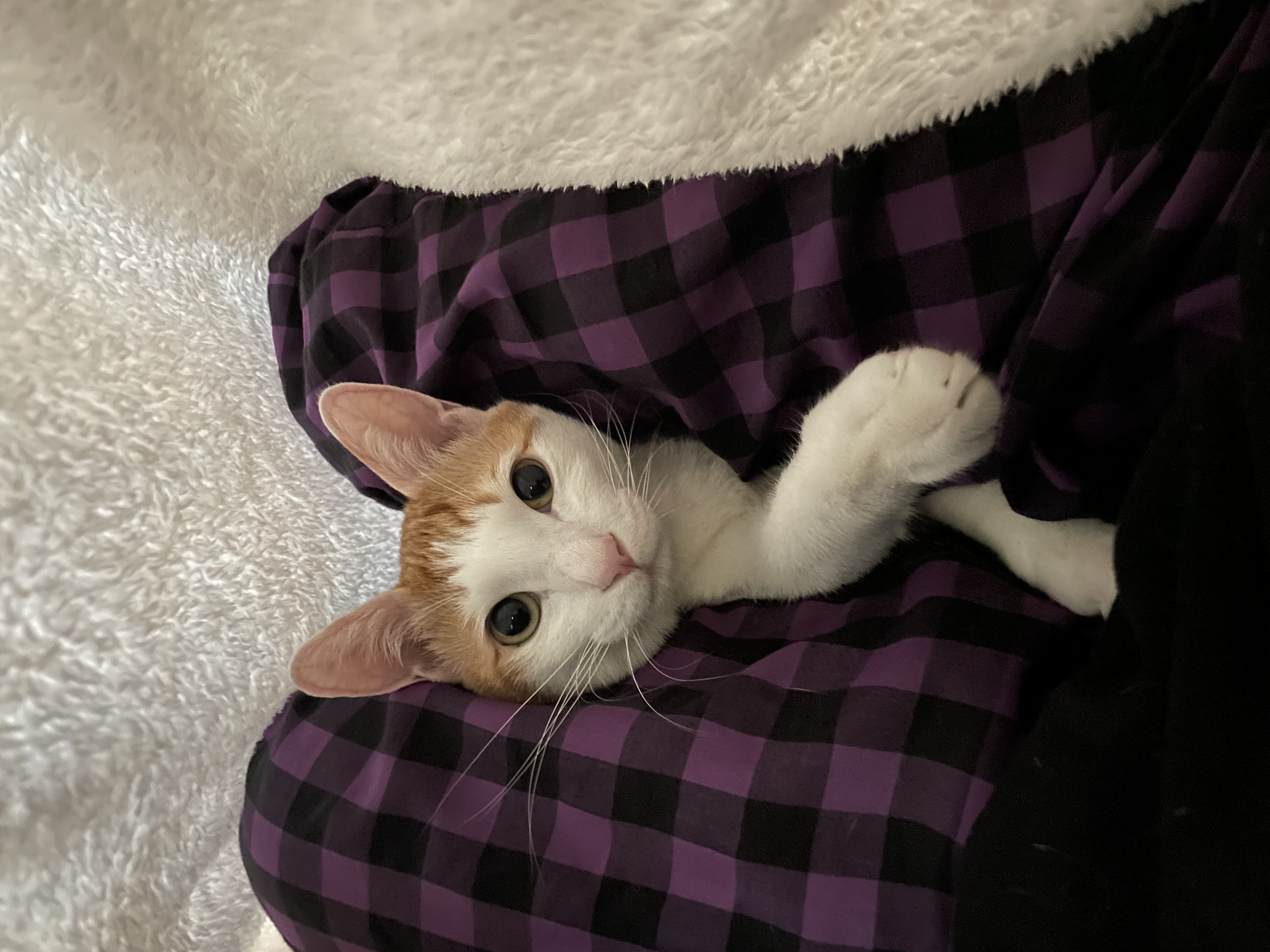 체다(꼬꼬) 1년기