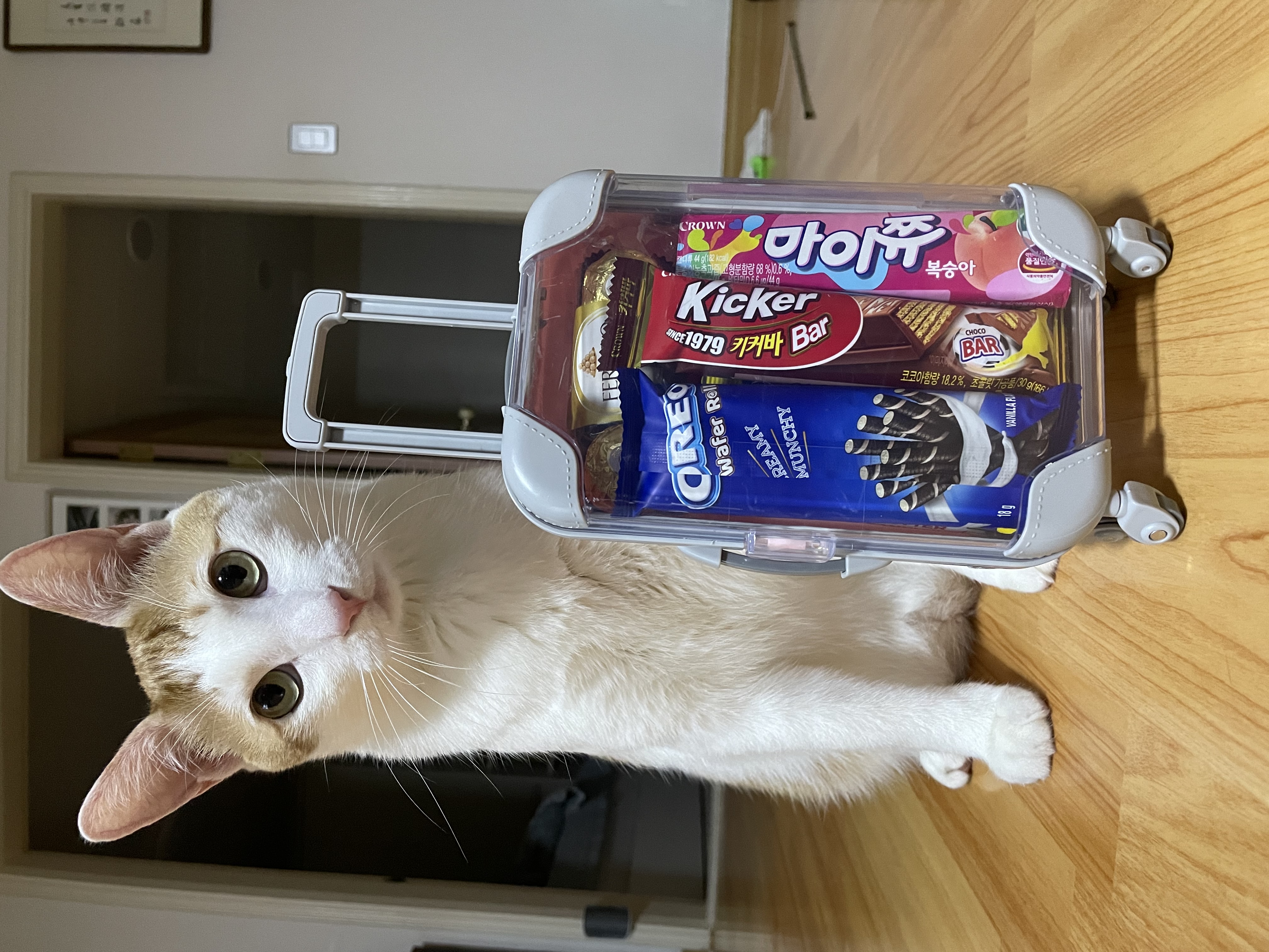 체다(꼬꼬) 1년기