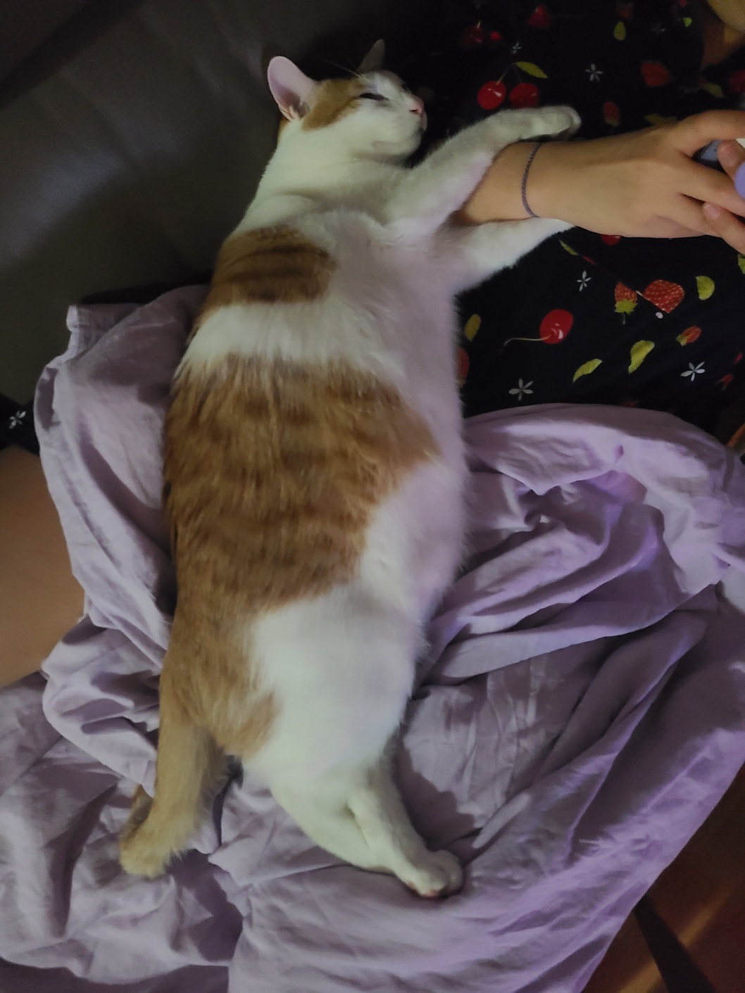 체다(꼬꼬) 1년기