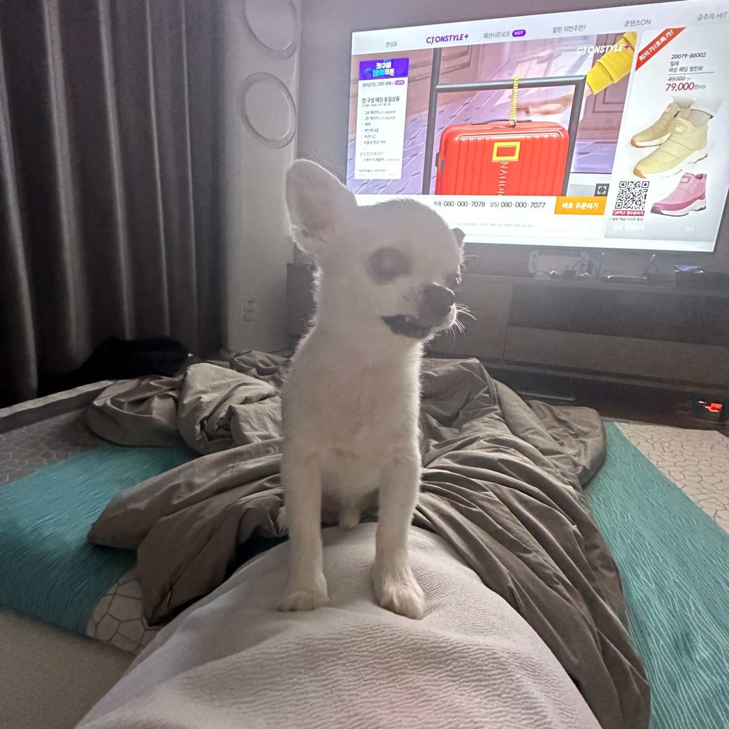 평택치와와 또치(택이) 근황입니다~