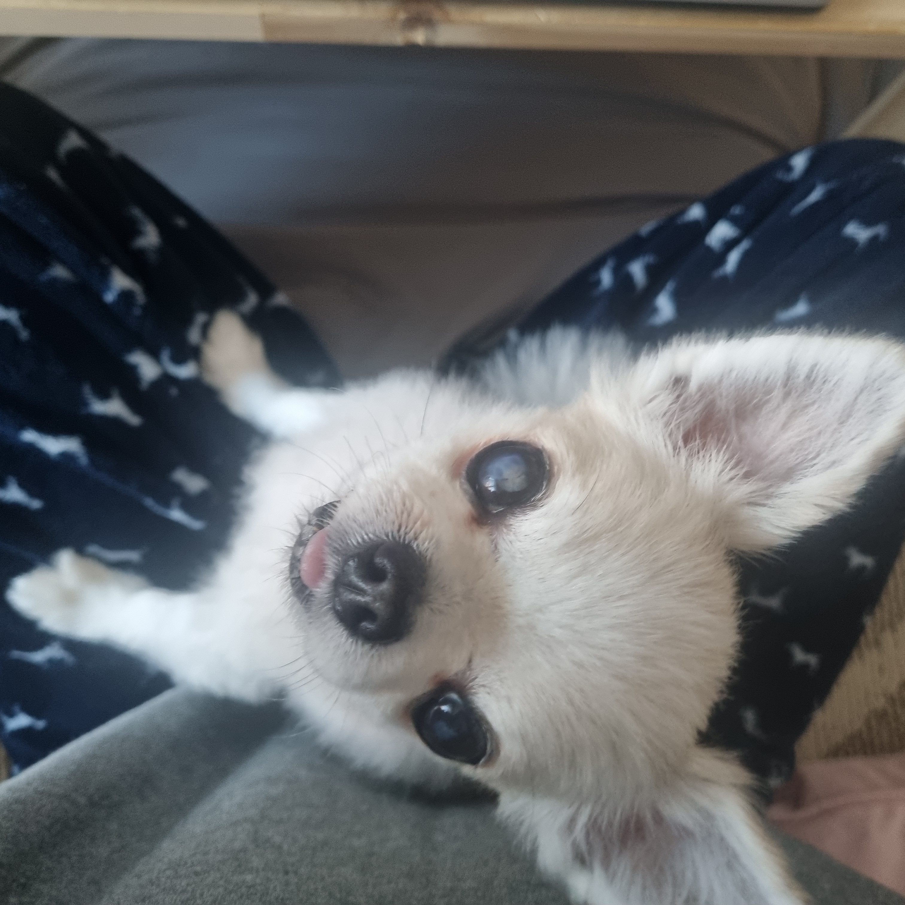 평택치와와 또치(택이) 근황입니다~