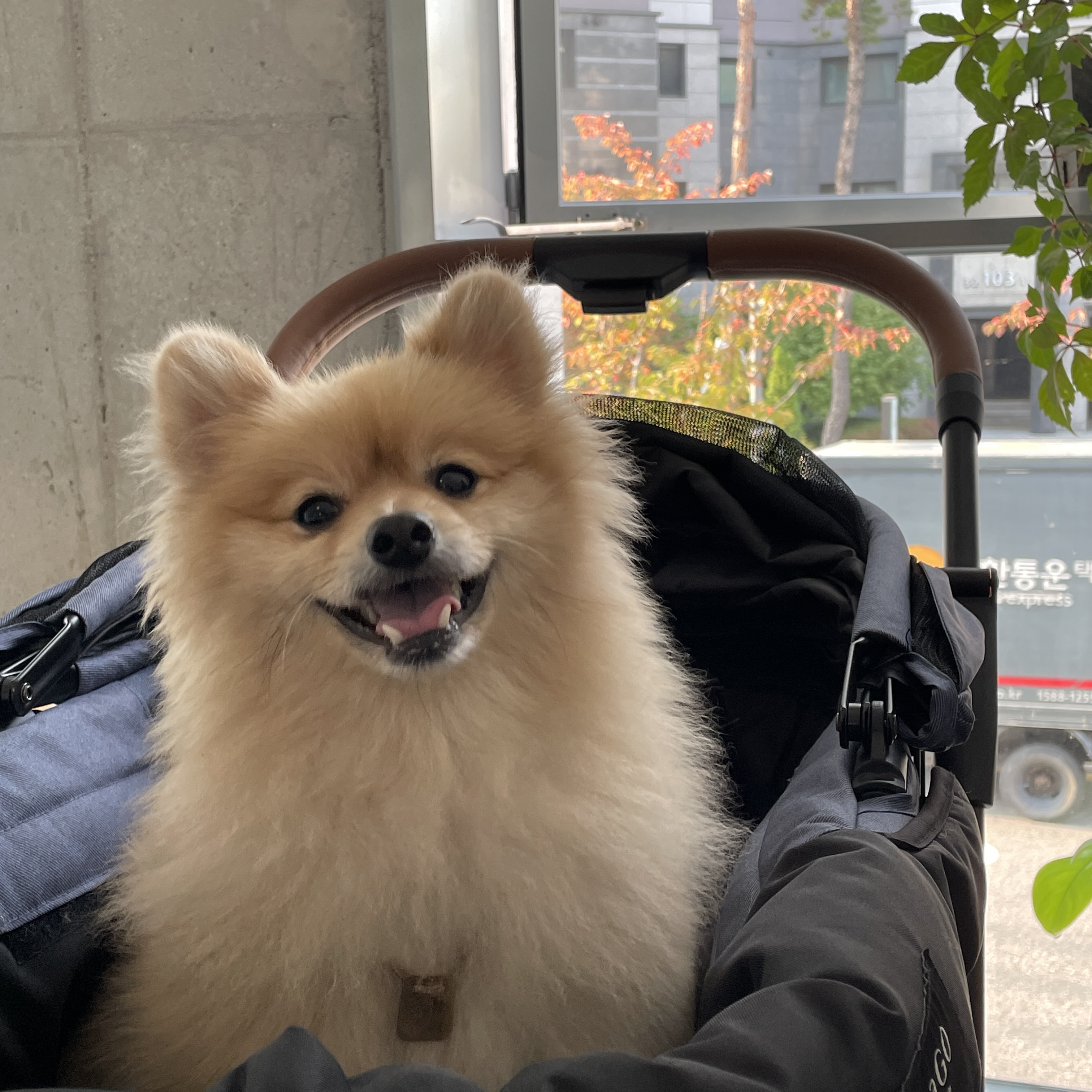 더덕이(입양 전 롤푸)와 함께한 1년